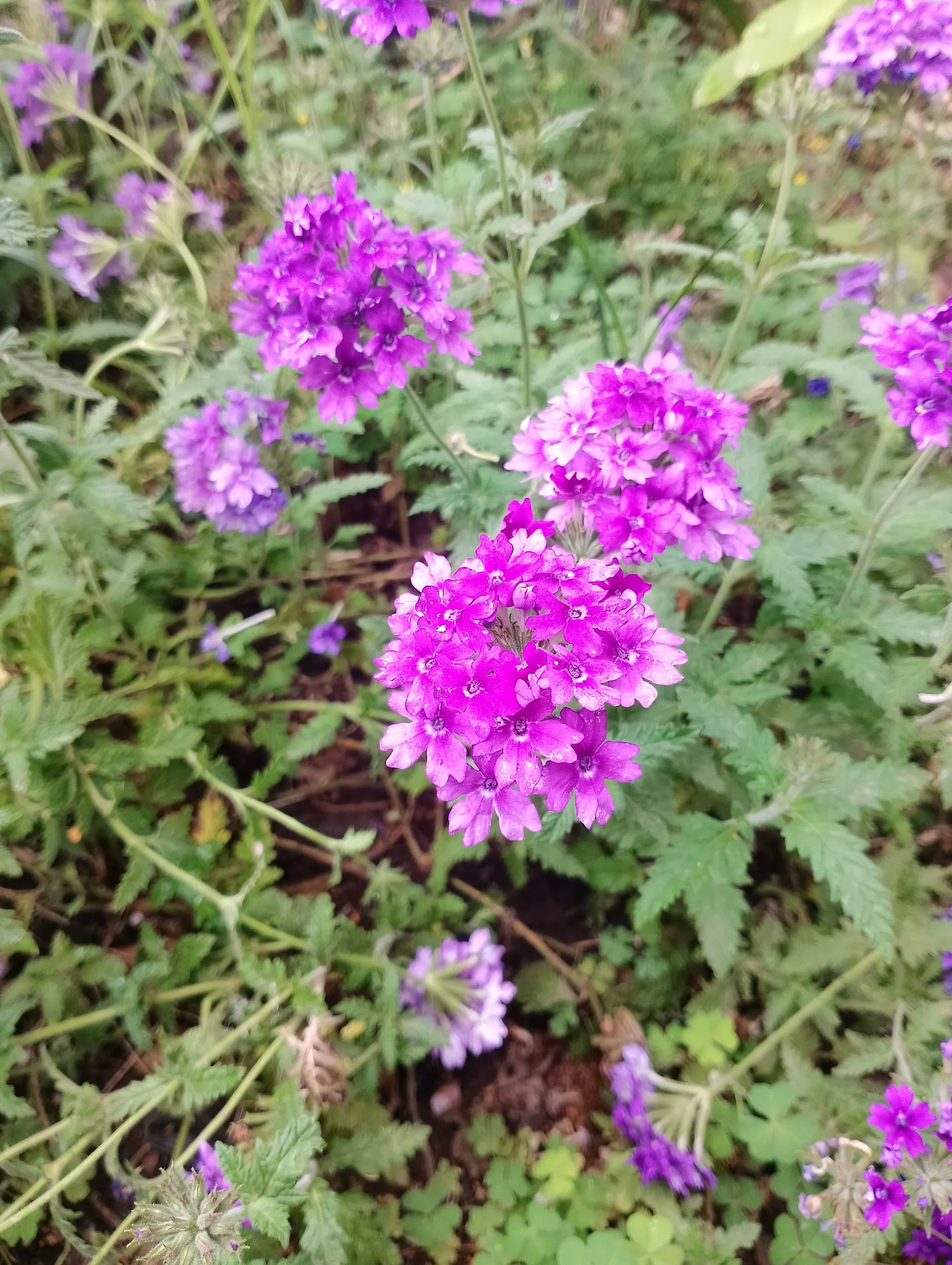 IMG_20240501_110253_HDR