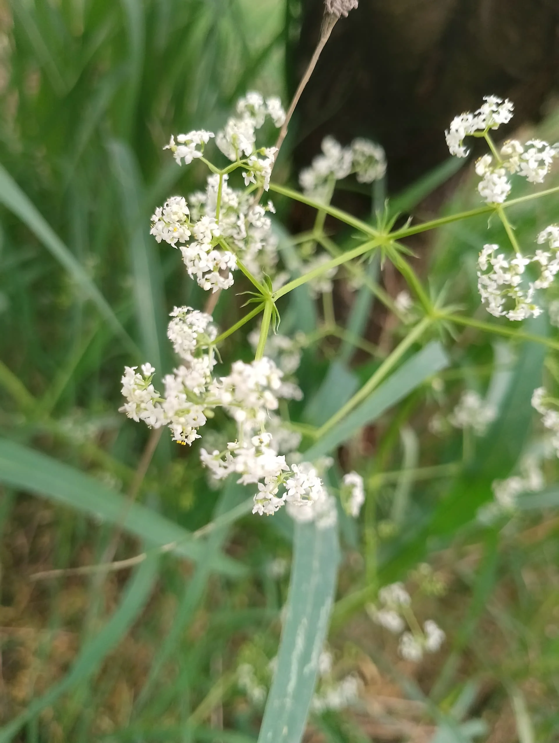 IMG_20240501_133333_HDR