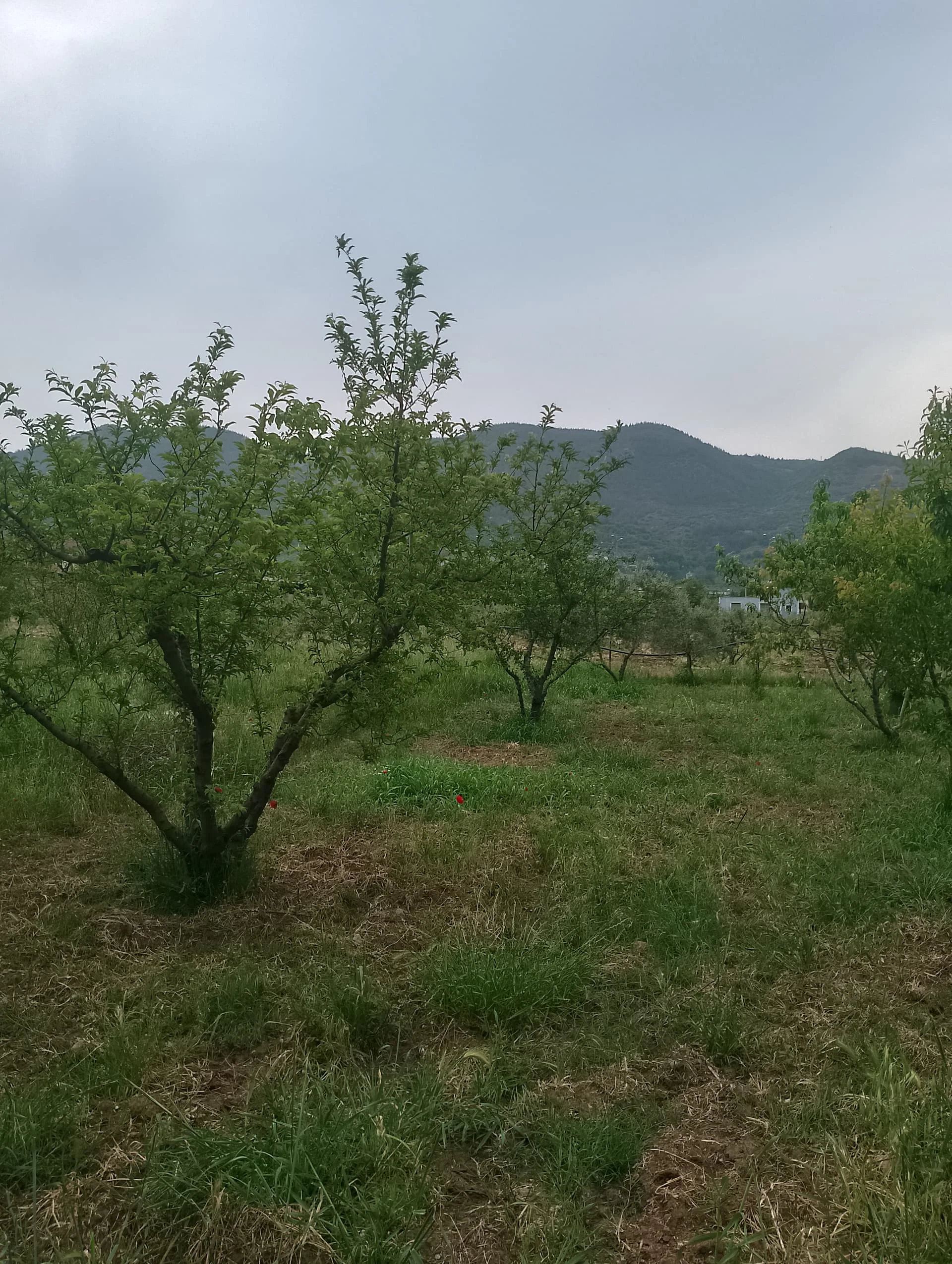 IMG_20240501_150430_HDR