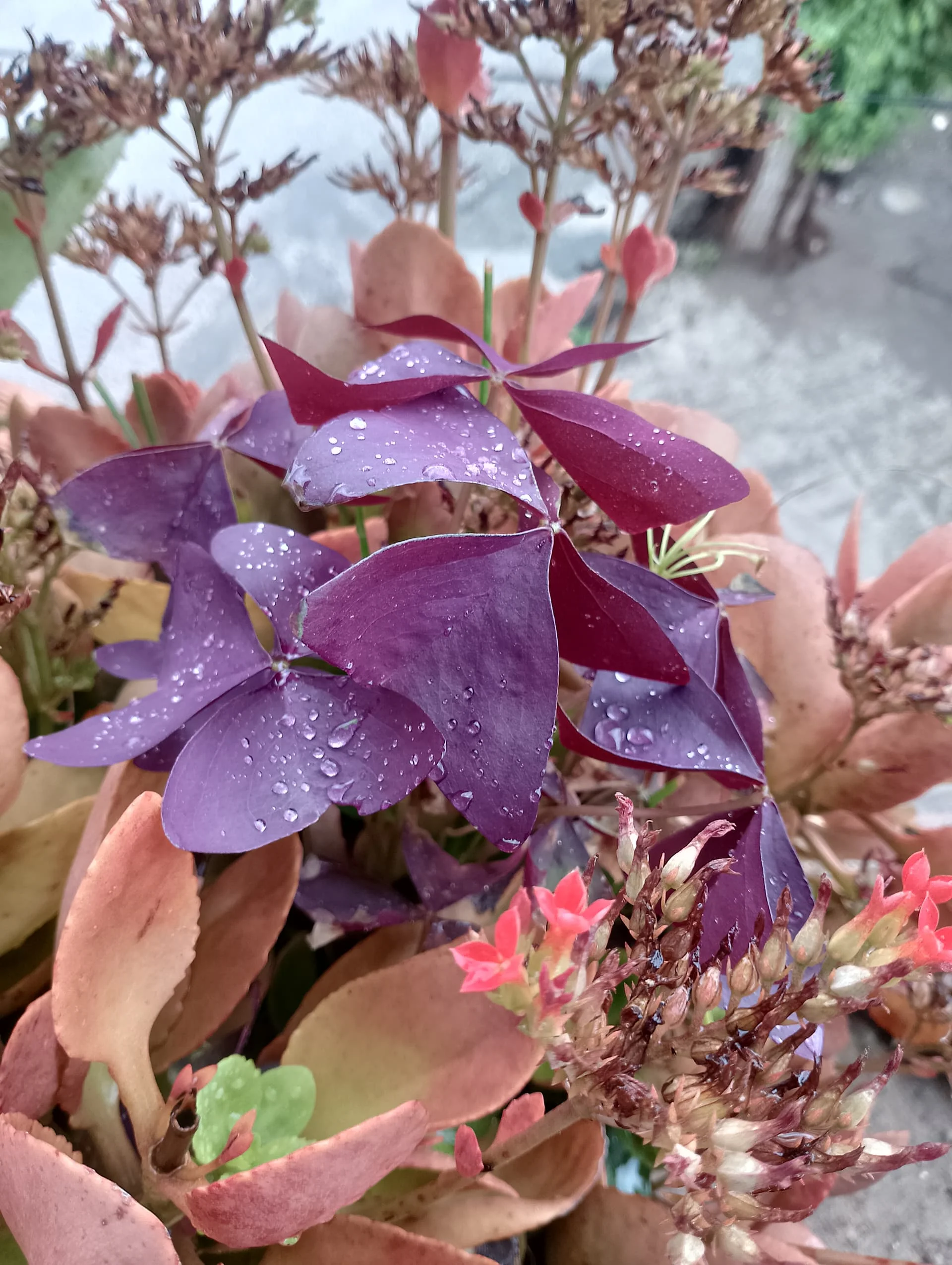 IMG_20240505_114626_HDR