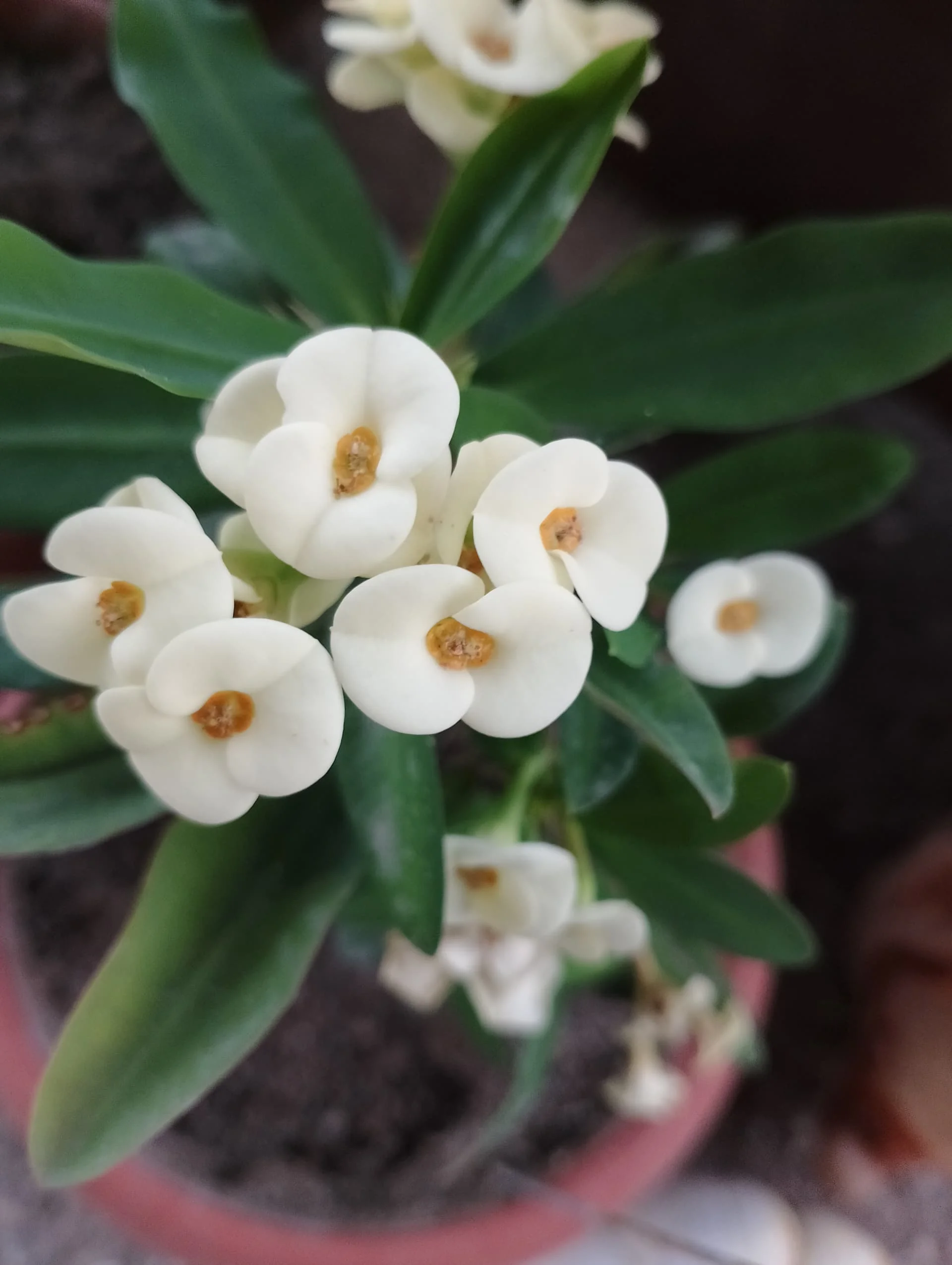 IMG_20240510_181937_HDR