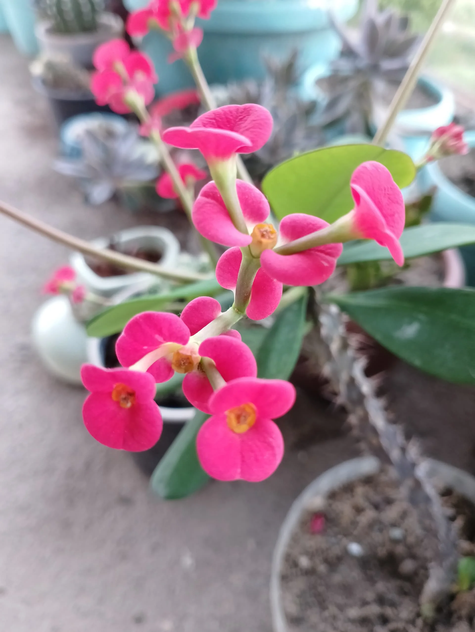 IMG_20240510_182006_HDR