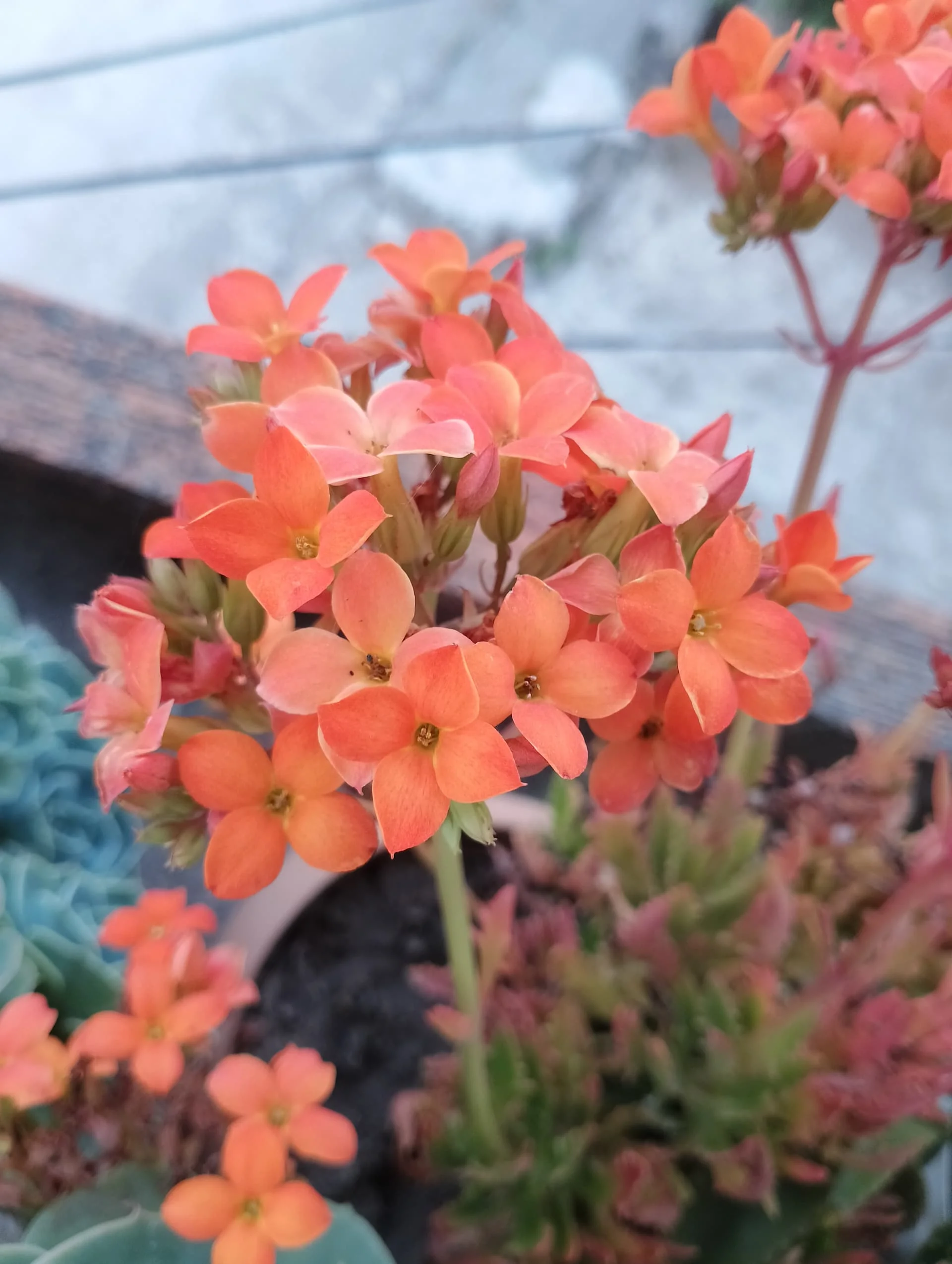 IMG_20240510_182026_HDR