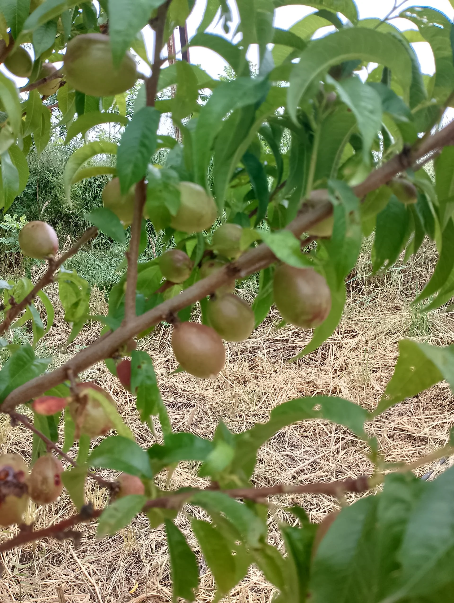 IMG_20240512_103330_HDR