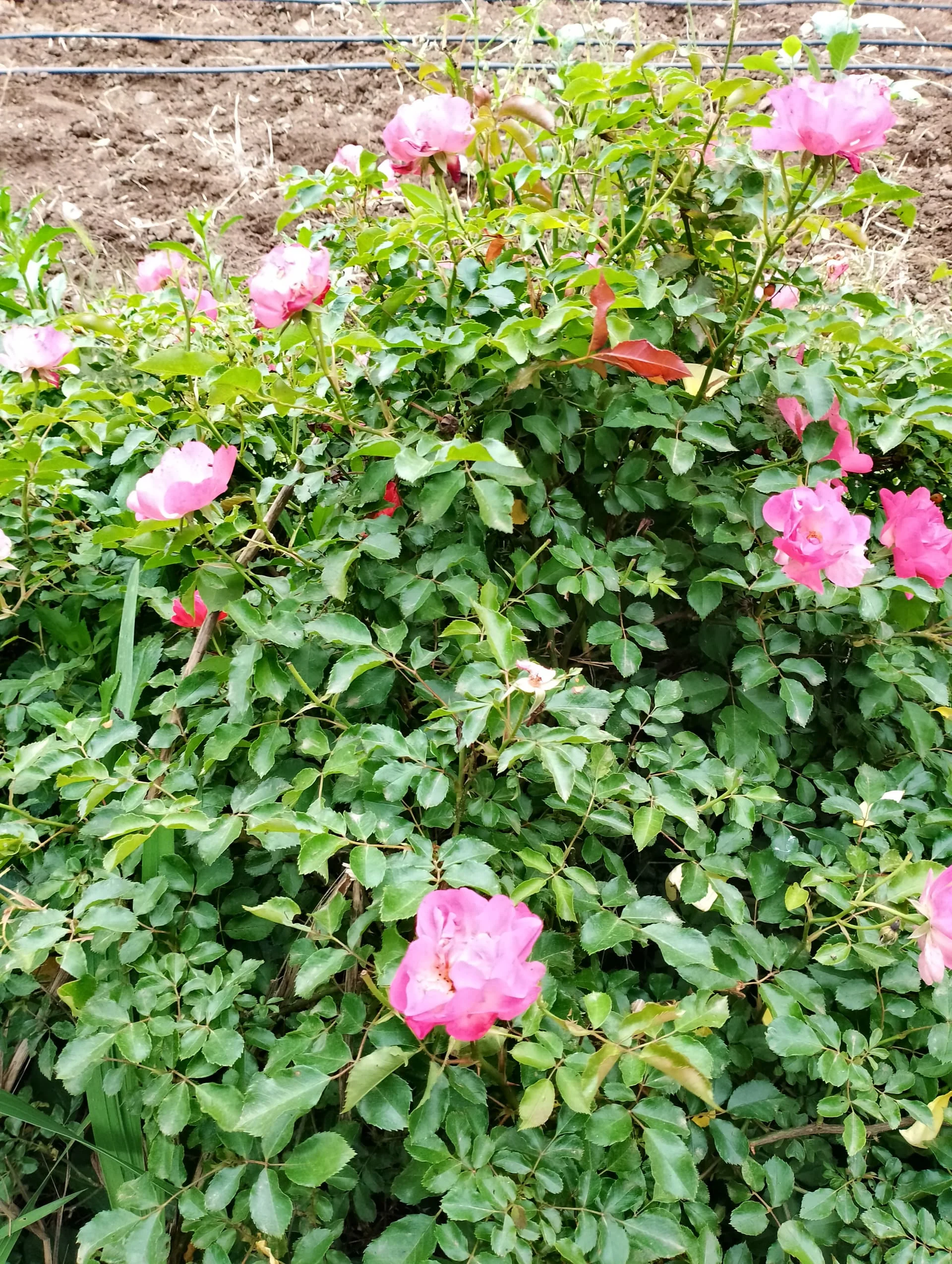 IMG_20240512_154144_HDR