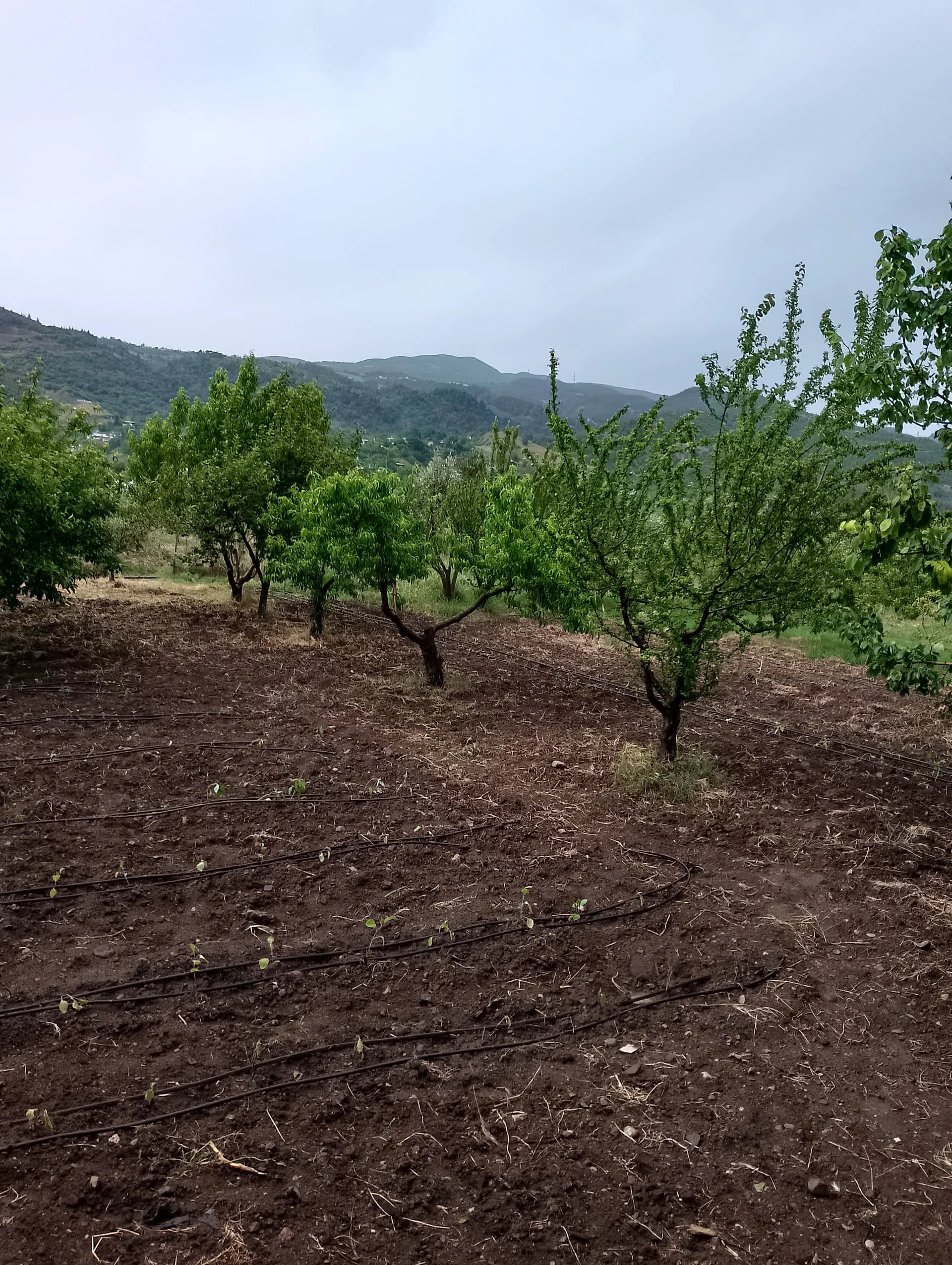 IMG_20240512_164106_HDR