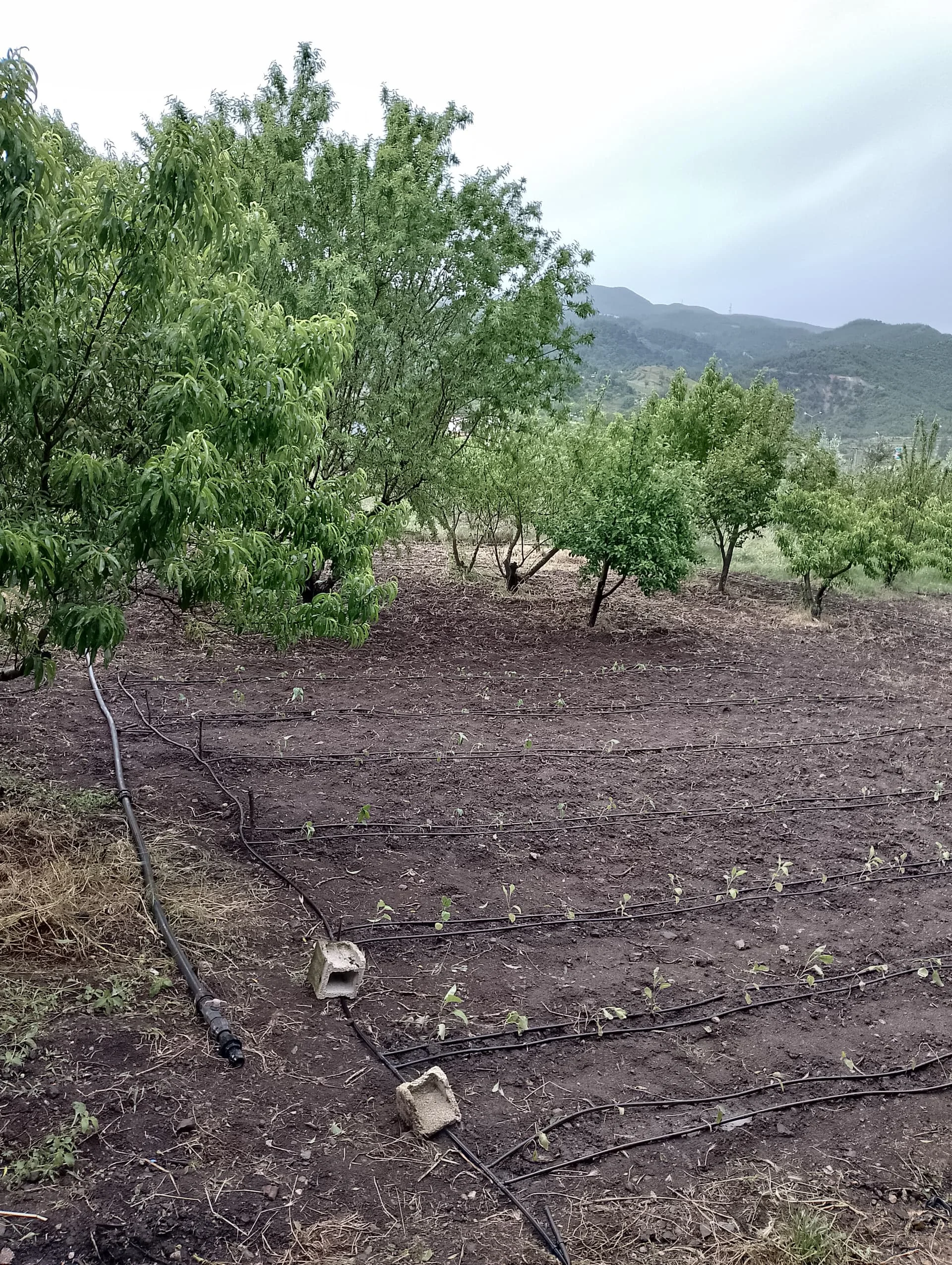 IMG_20240512_164133_HDR