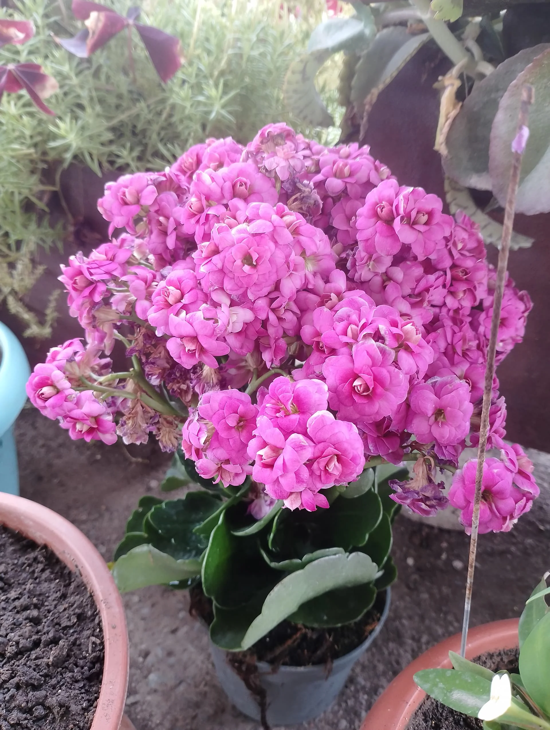 IMG_20240517_171223_HDR