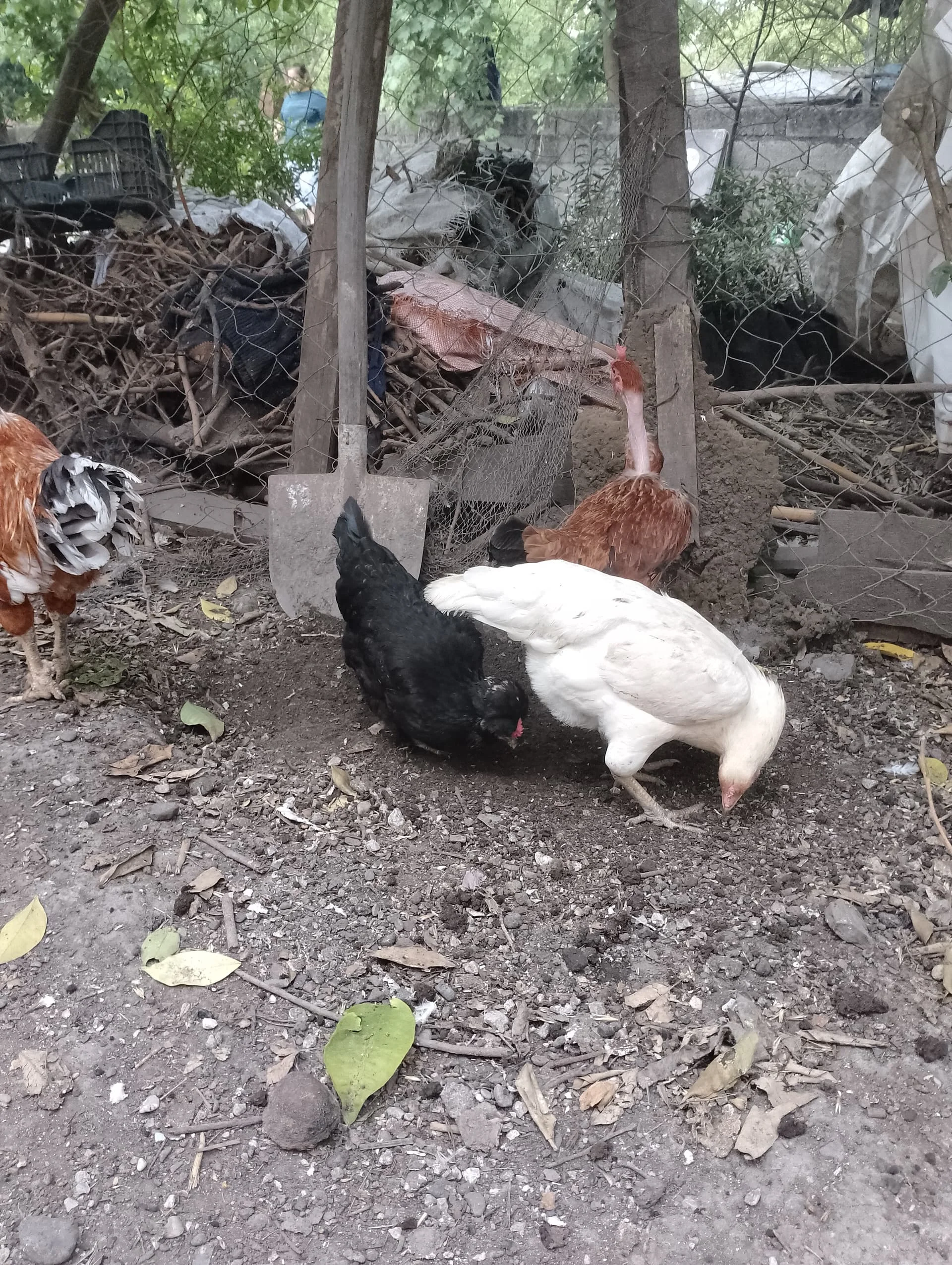 IMG_20240521_163012_HDR