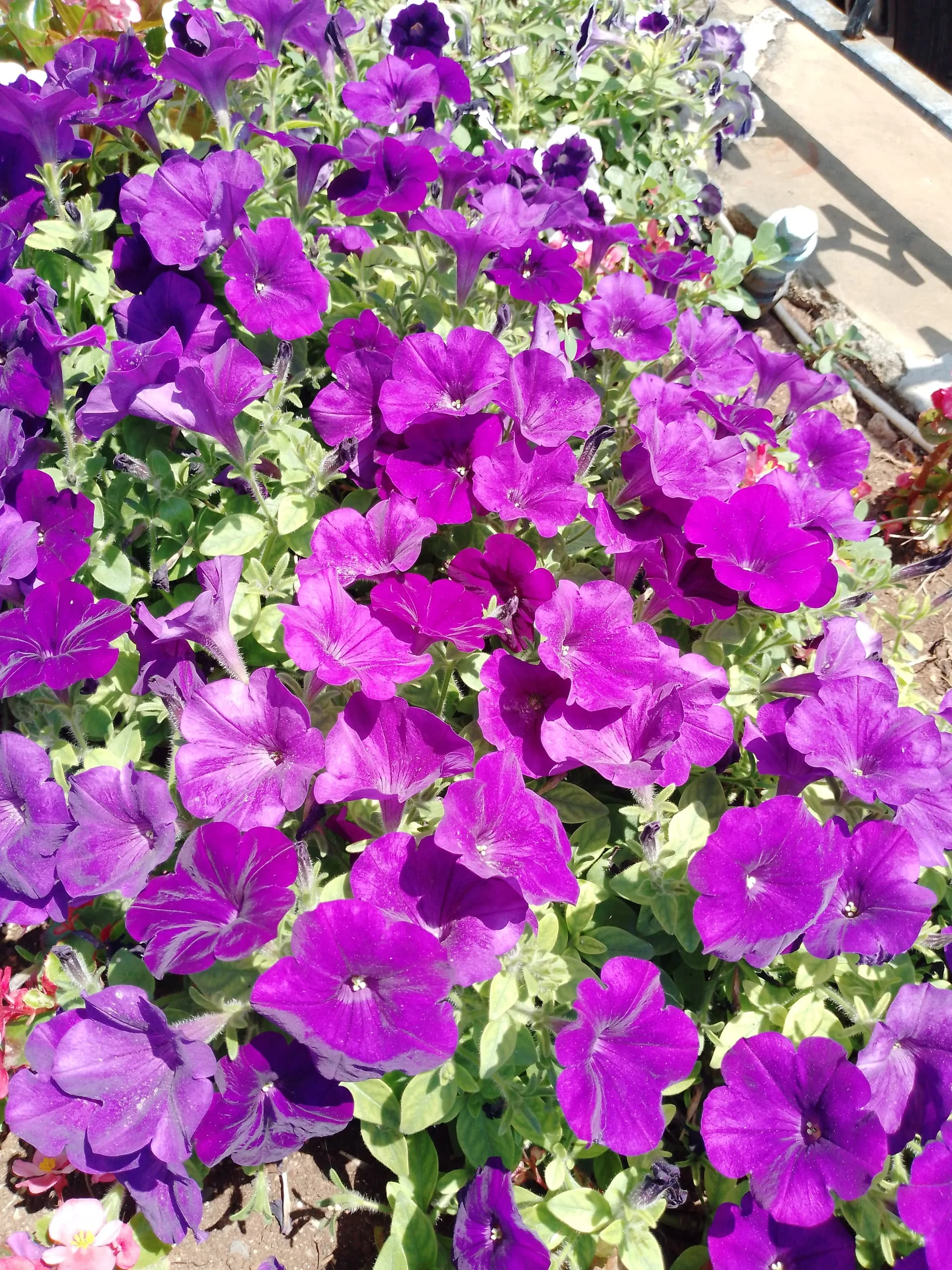 IMG_20240530_130729_549