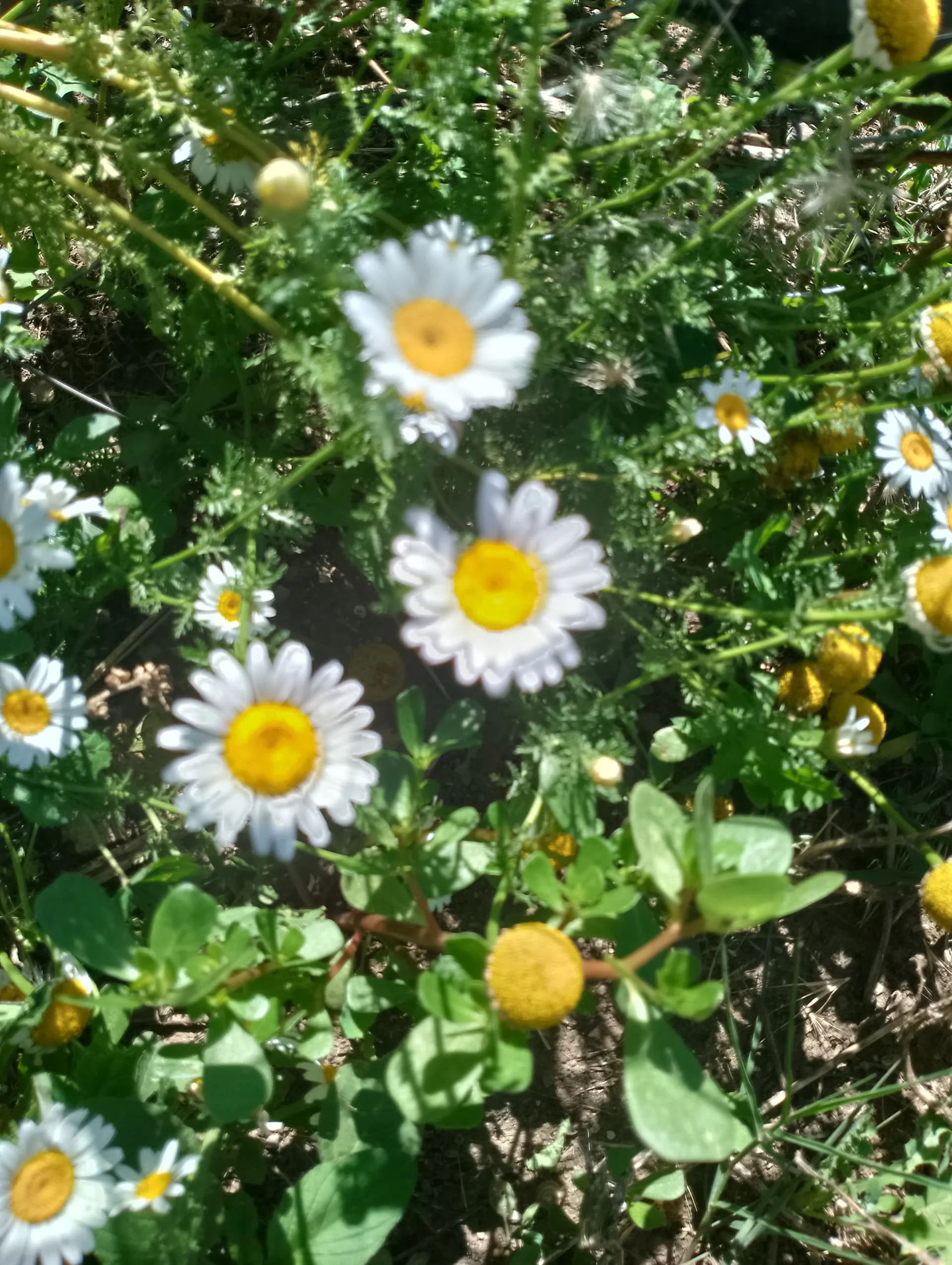 IMG_20240602_093934_HDR