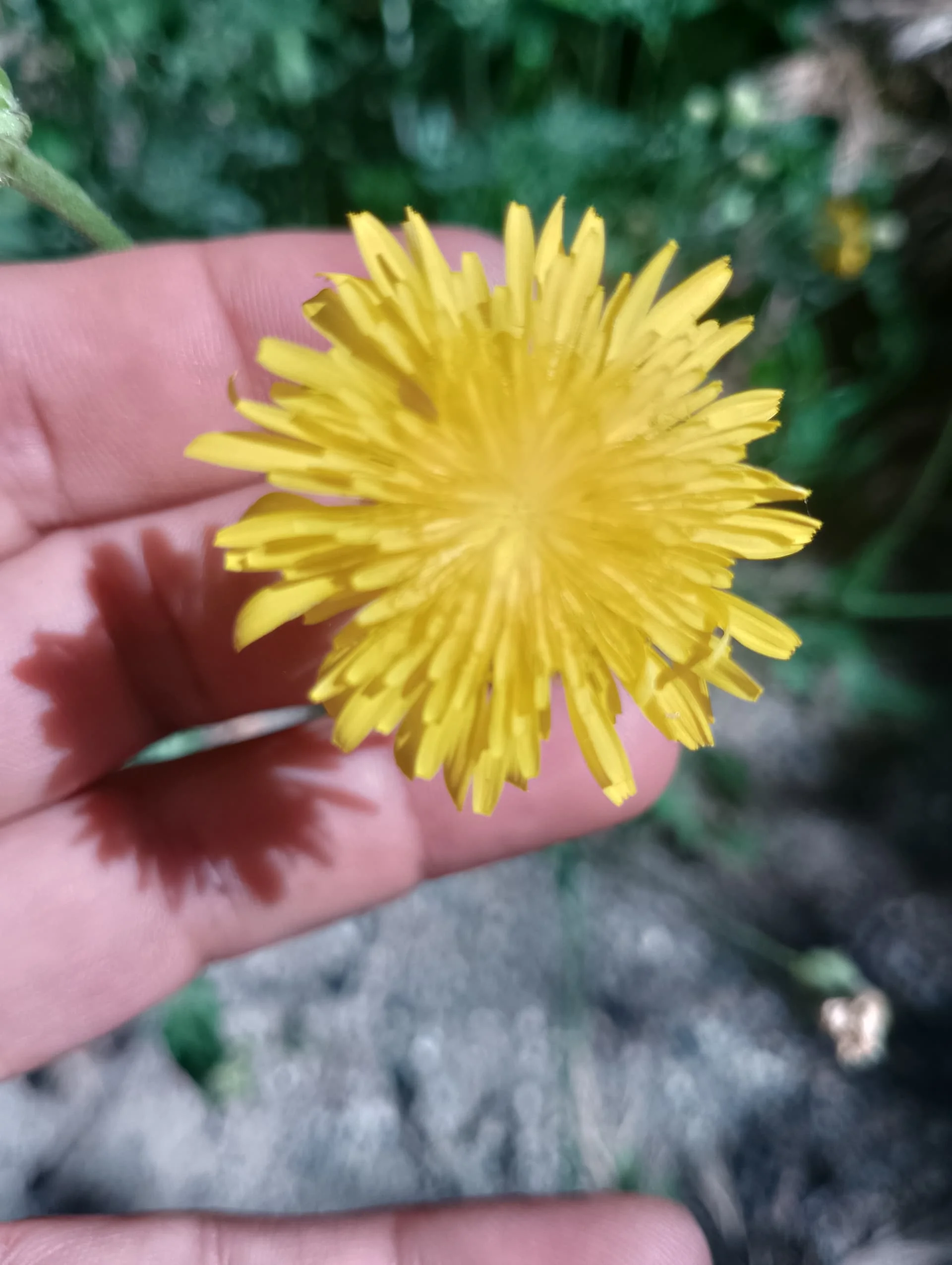 IMG_20240602_094037_HDR