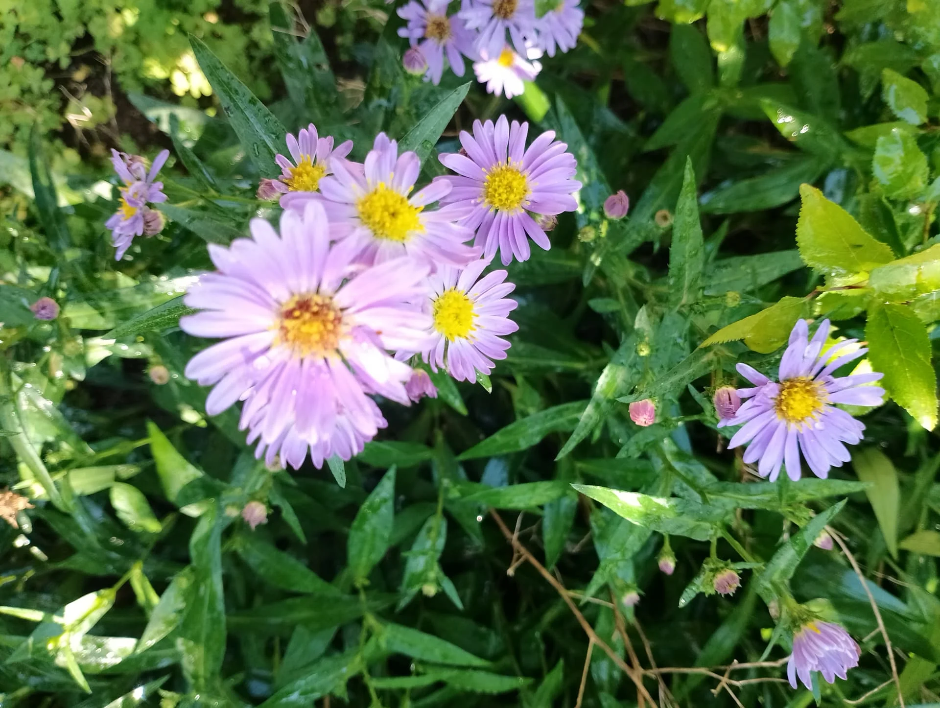 IMG_20240602_094117_HDR