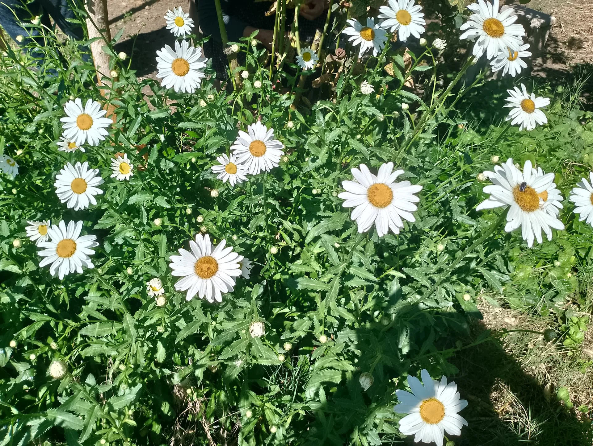 IMG_20240602_094304_HDR