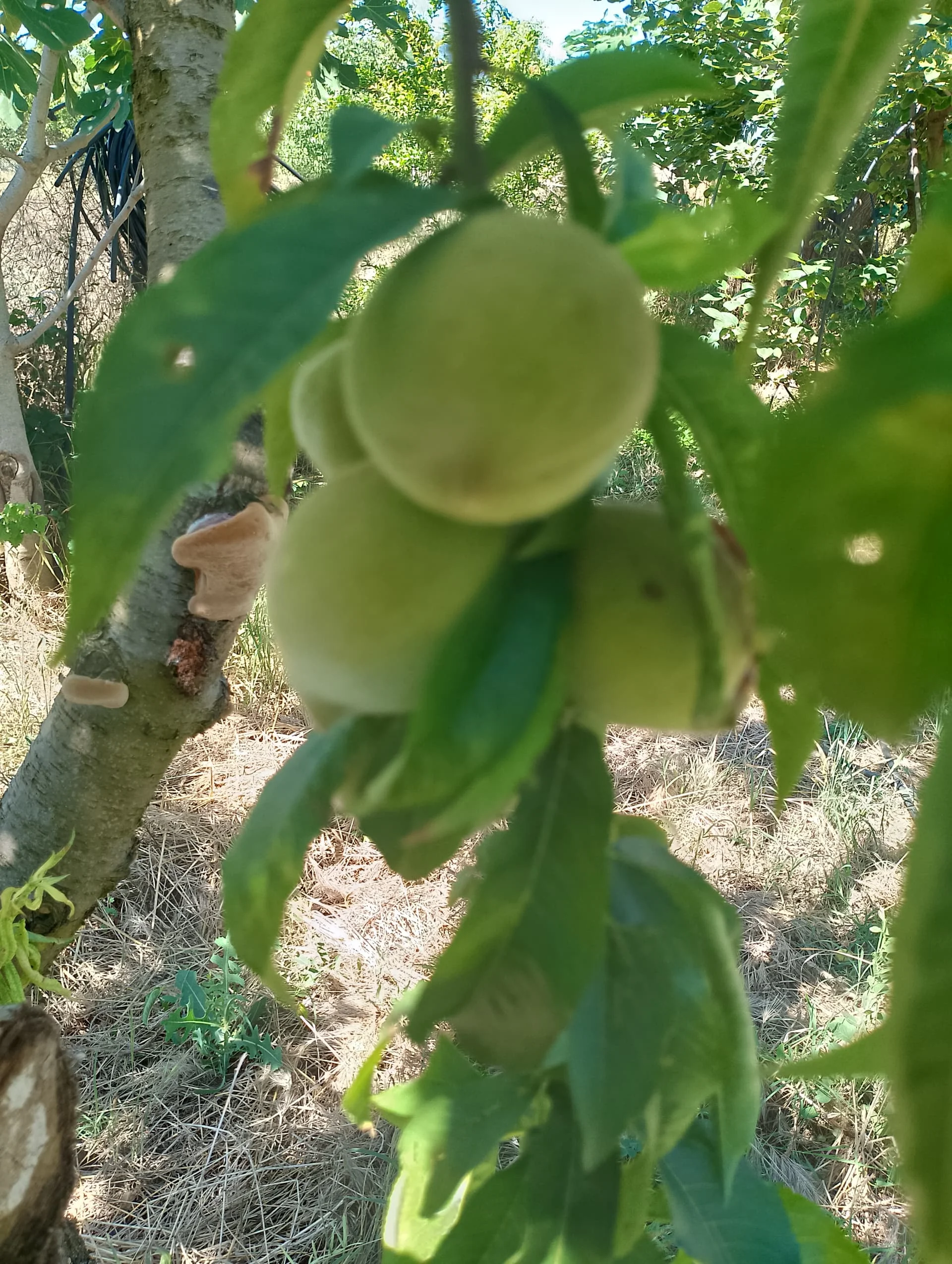 IMG_20240602_094528_HDR