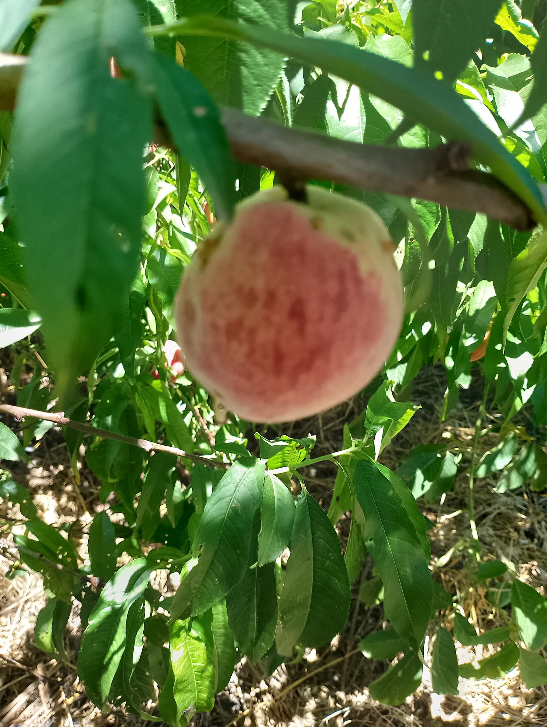 IMG_20240602_115024_HDR