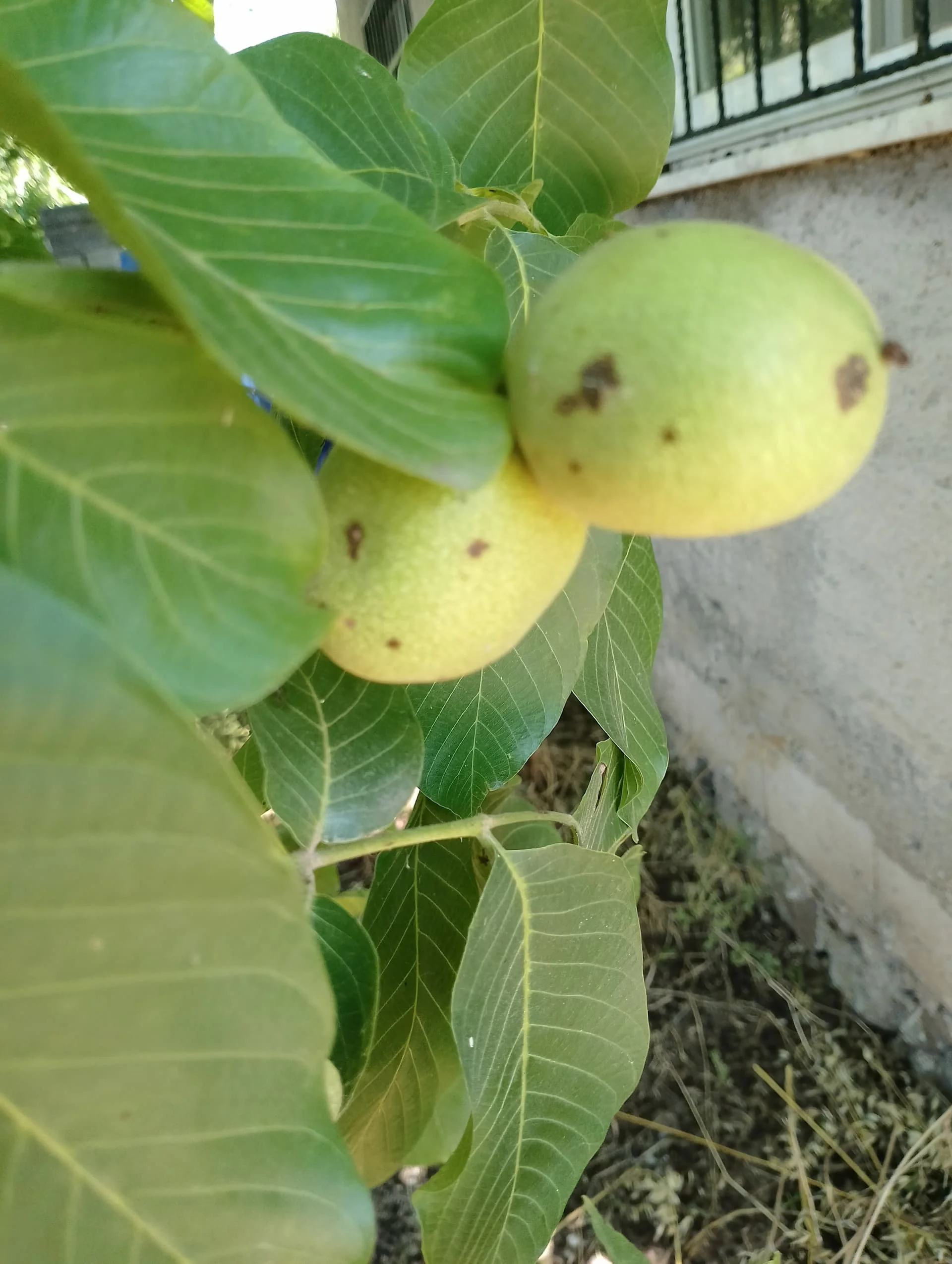 IMG_20240602_115040_HDR