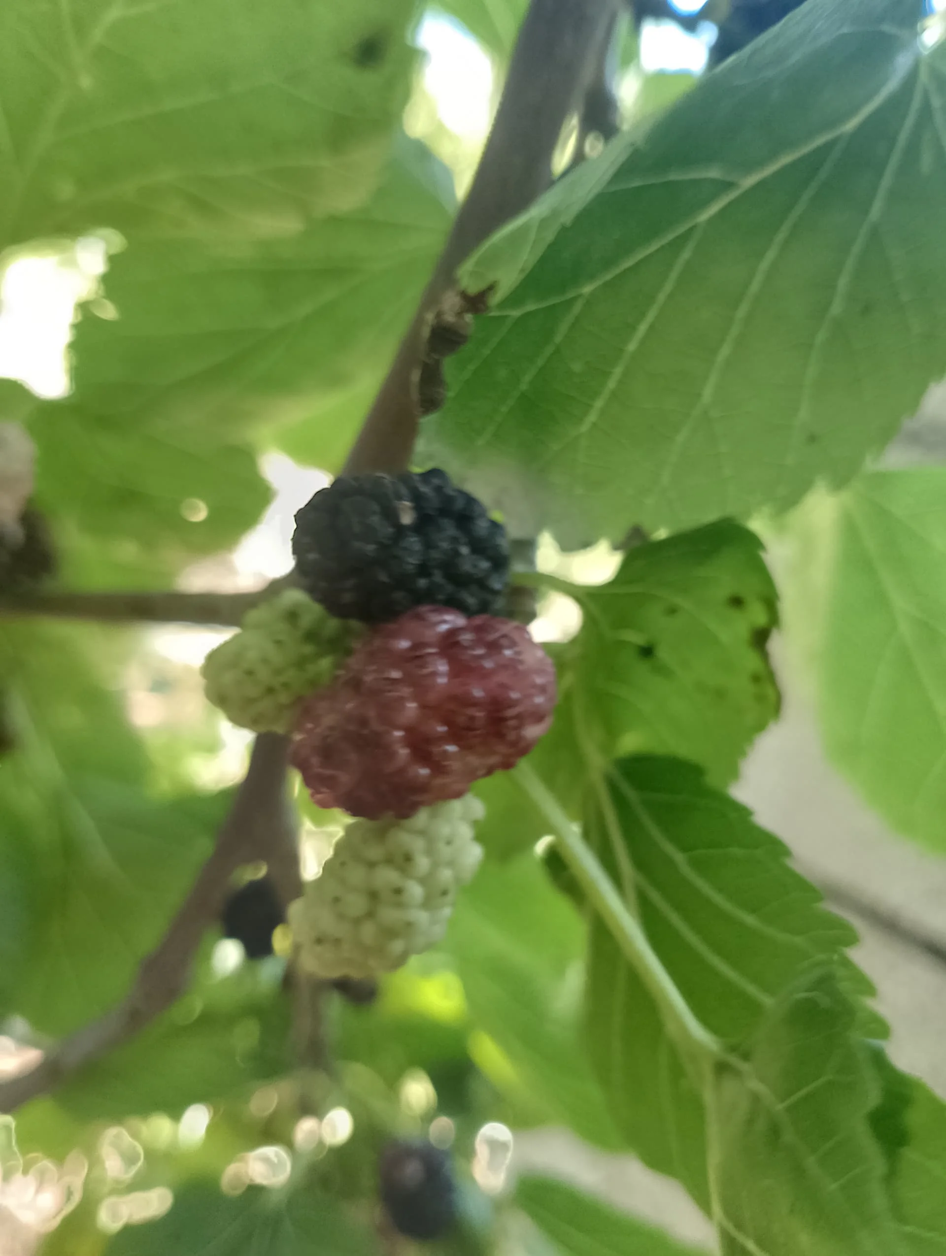 IMG_20240602_115131_HDR