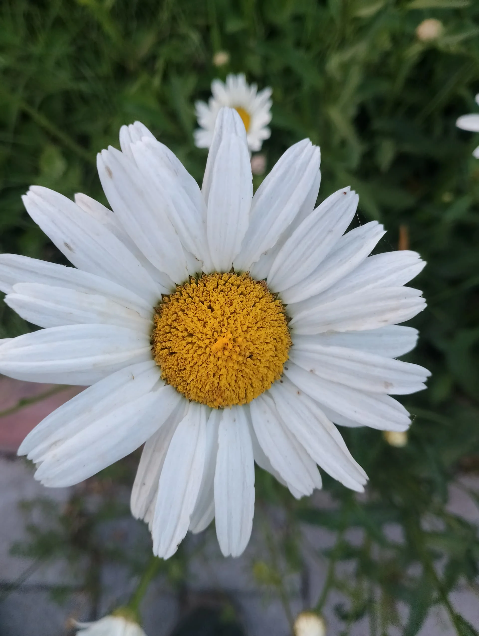 IMG_20240602_192336_HDR