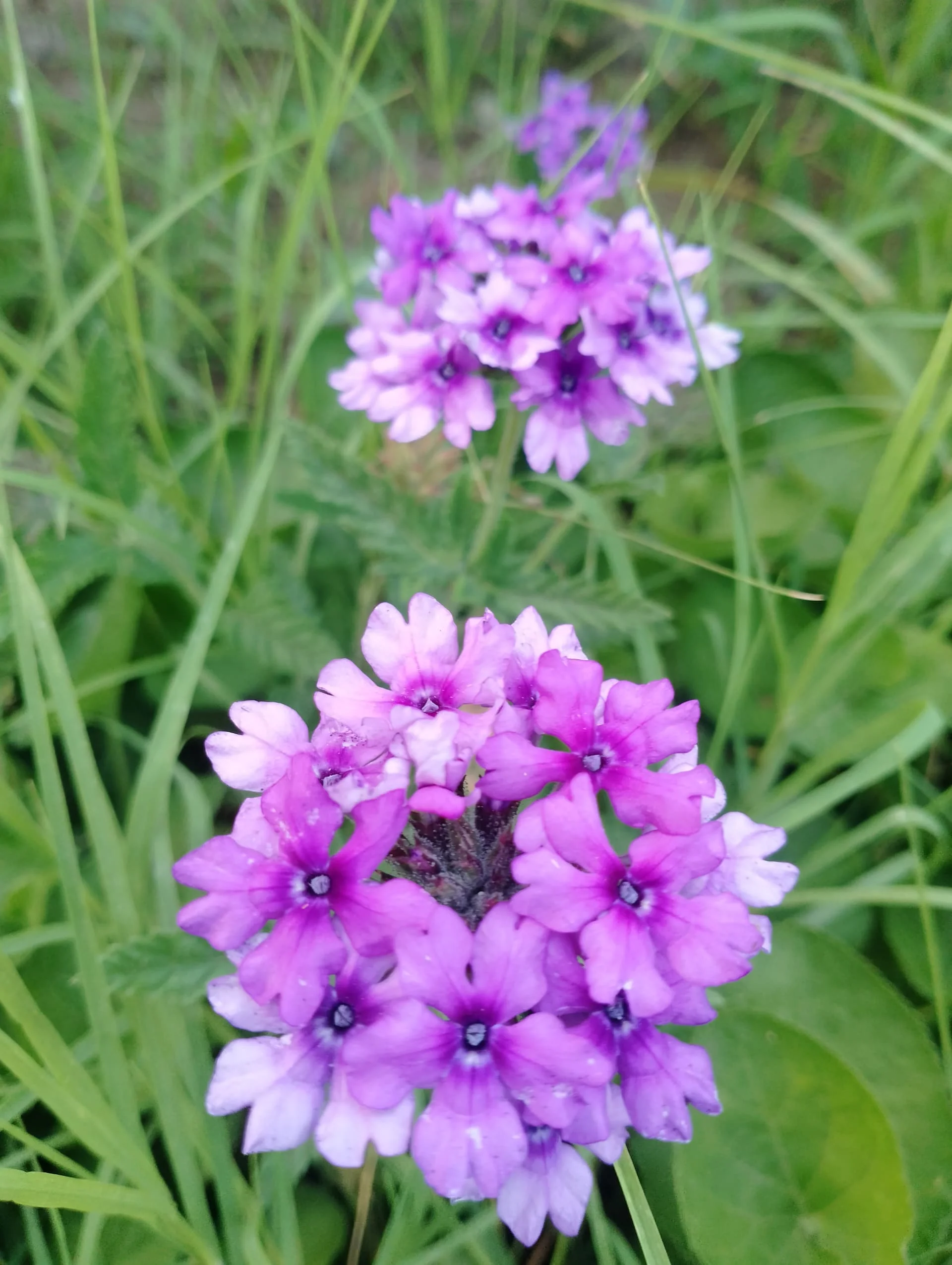 IMG_20240602_192347_HDR