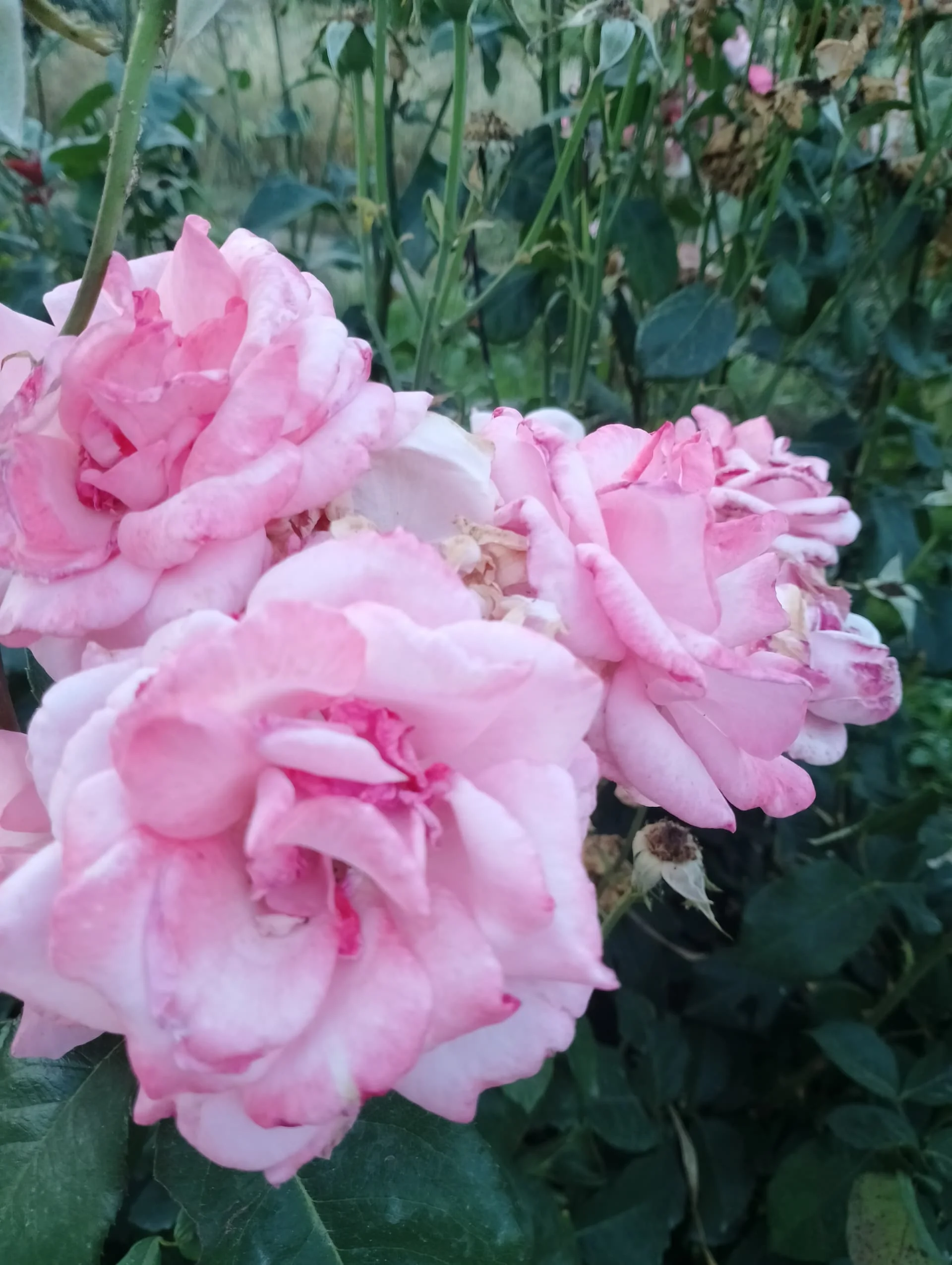 IMG_20240602_192416_HDR