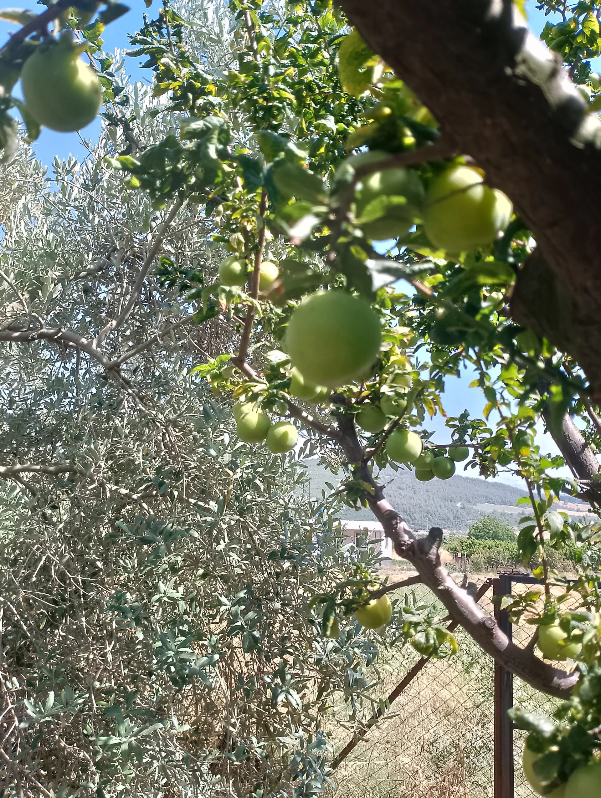 IMG_20240616_152203_HDR