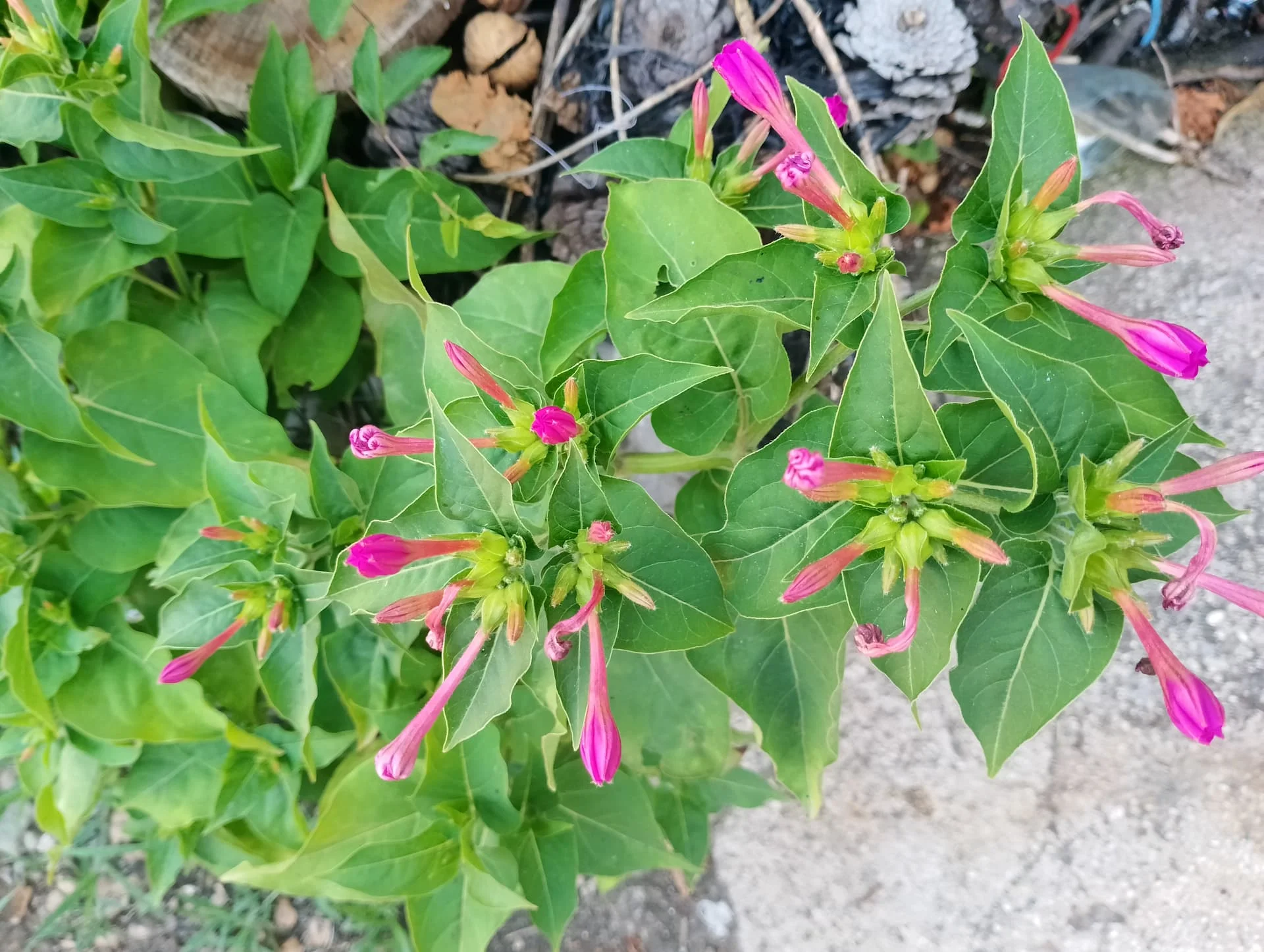 IMG_20240616_155955_HDR