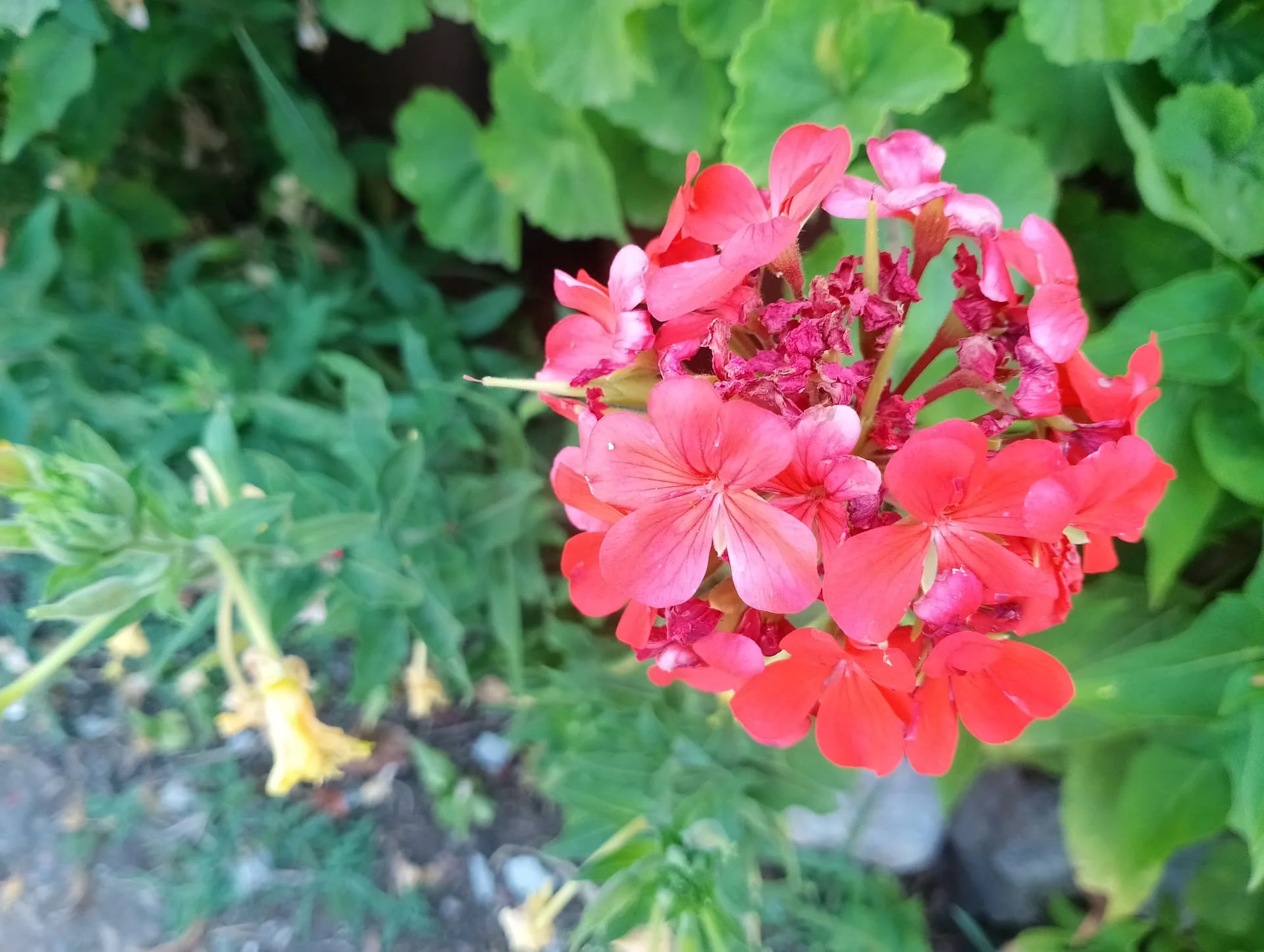 IMG_20240616_160003_HDR