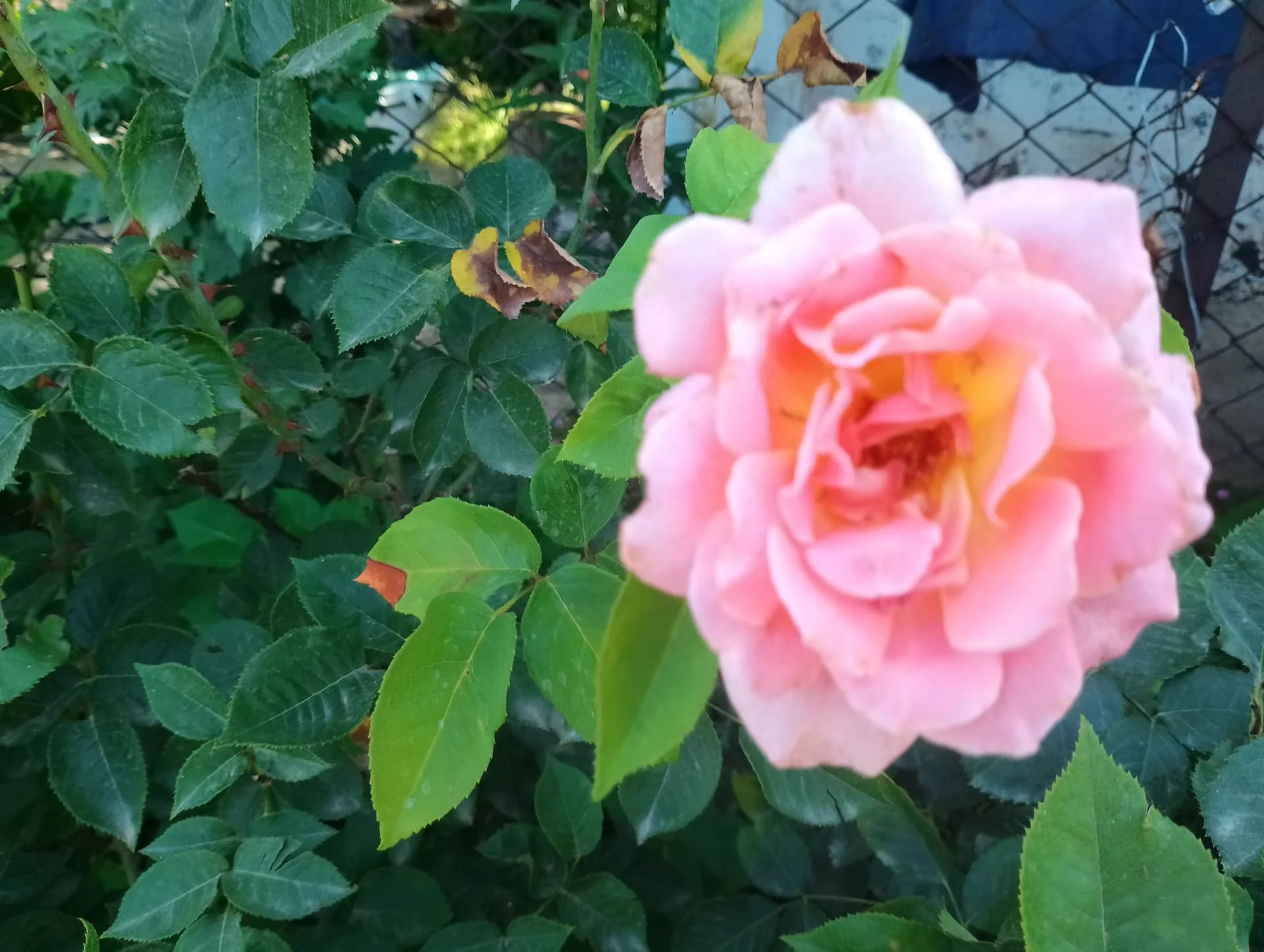 IMG_20240616_160012_HDR