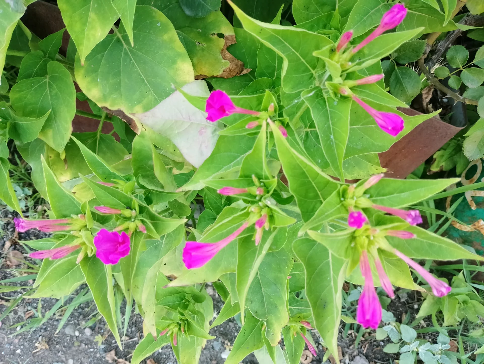 IMG_20240616_160020_HDR