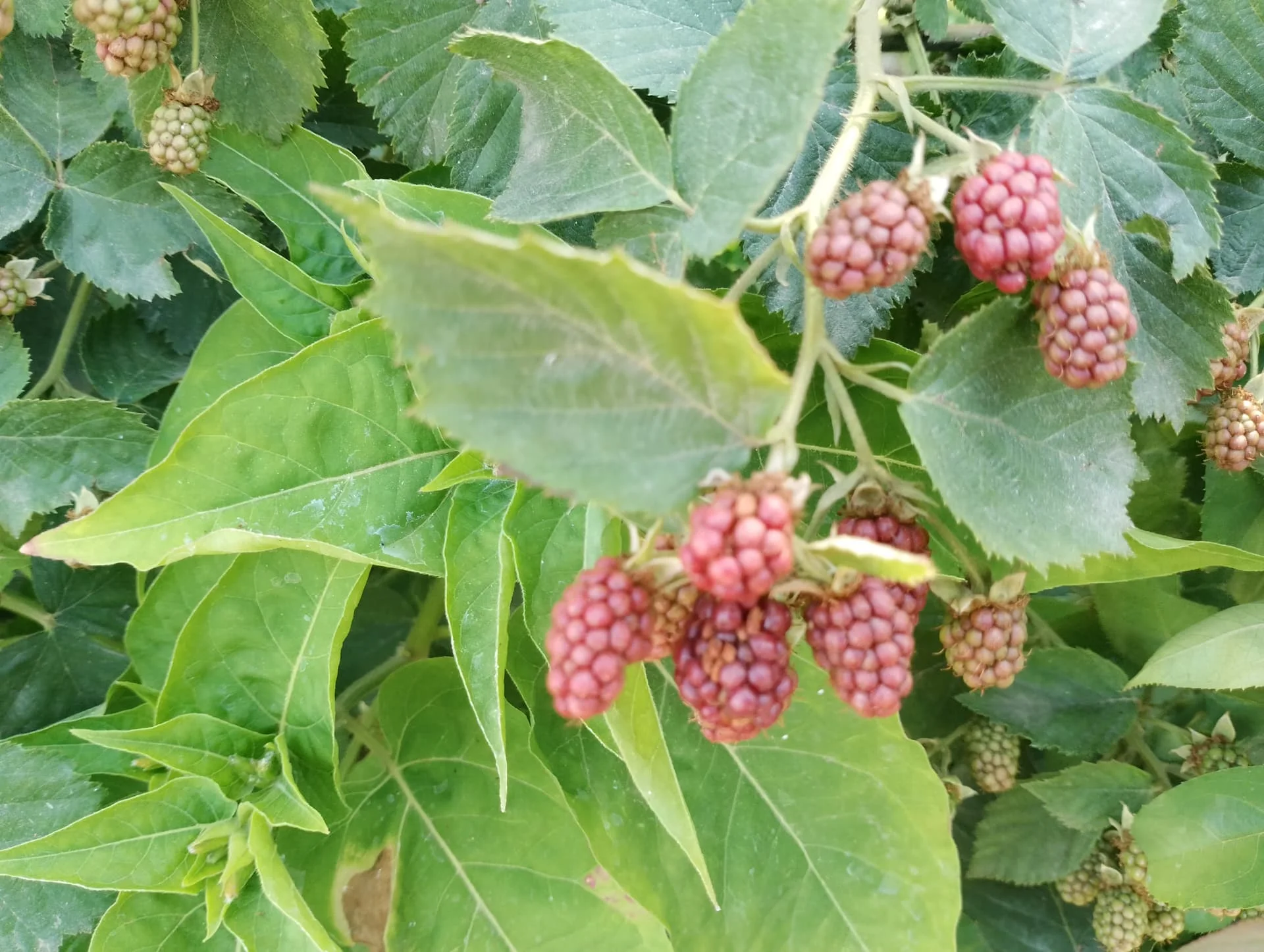 IMG_20240616_160029_HDR