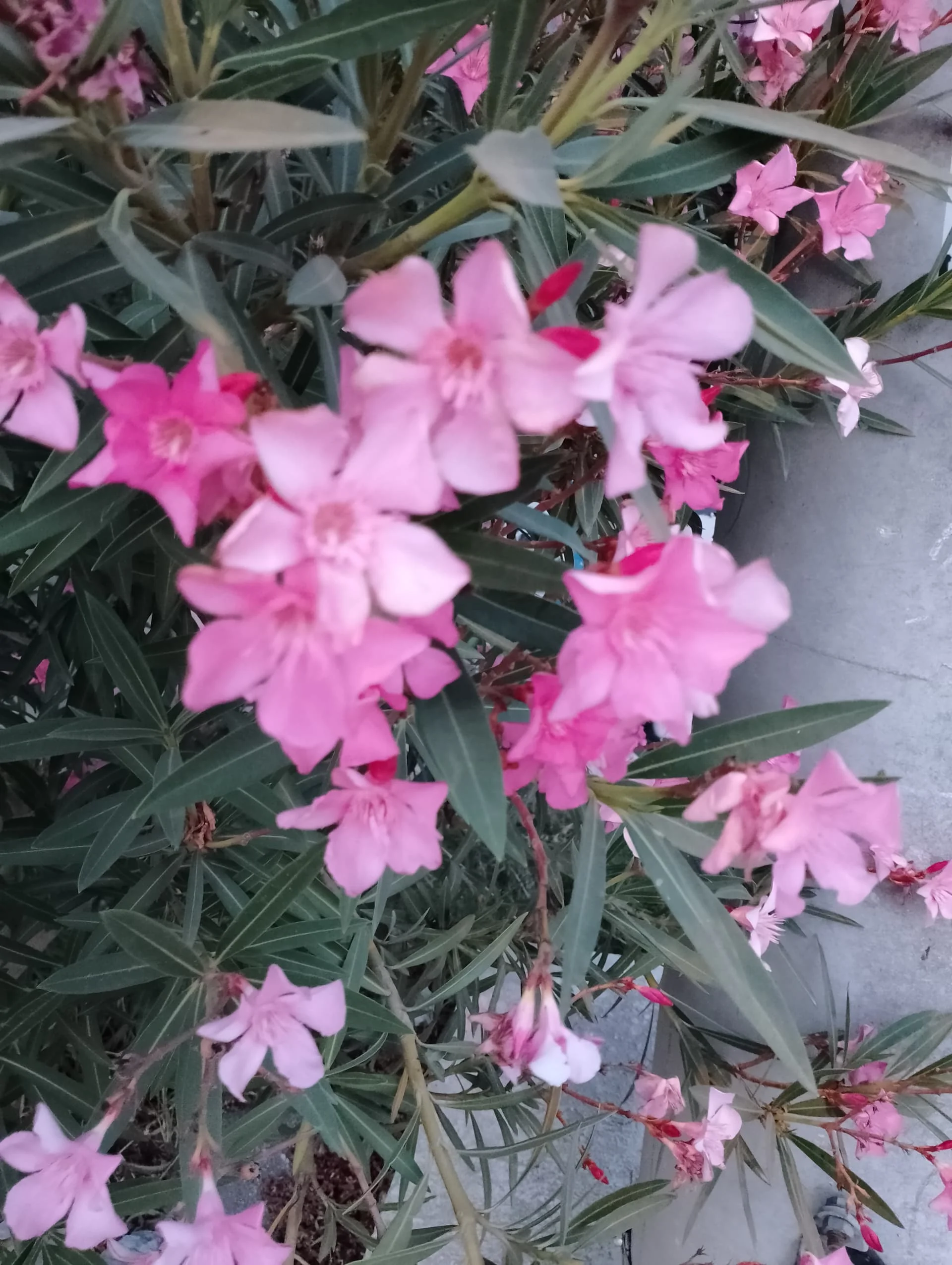 IMG_20240618_200446_HDR