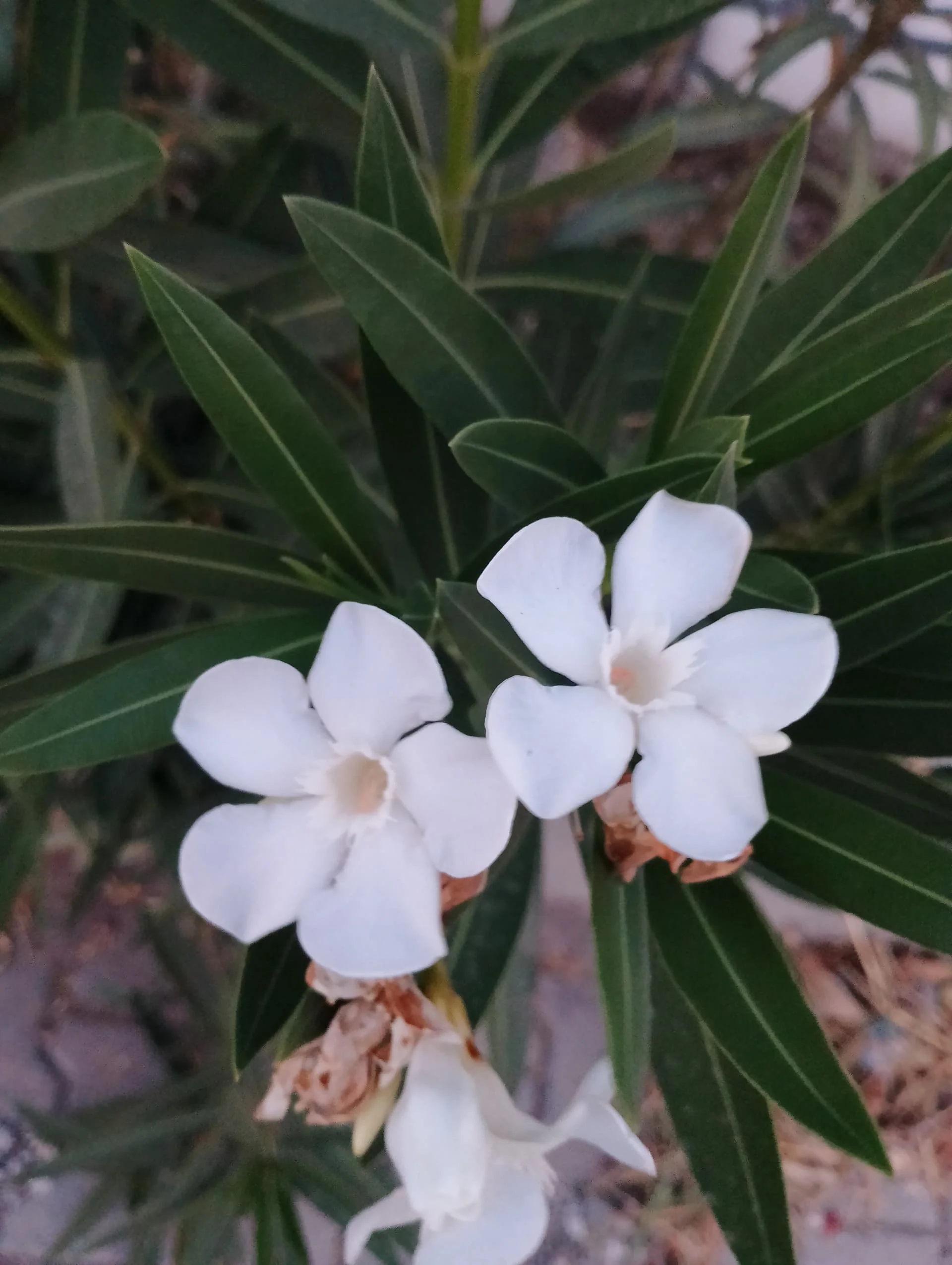 IMG_20240618_200503_HDR