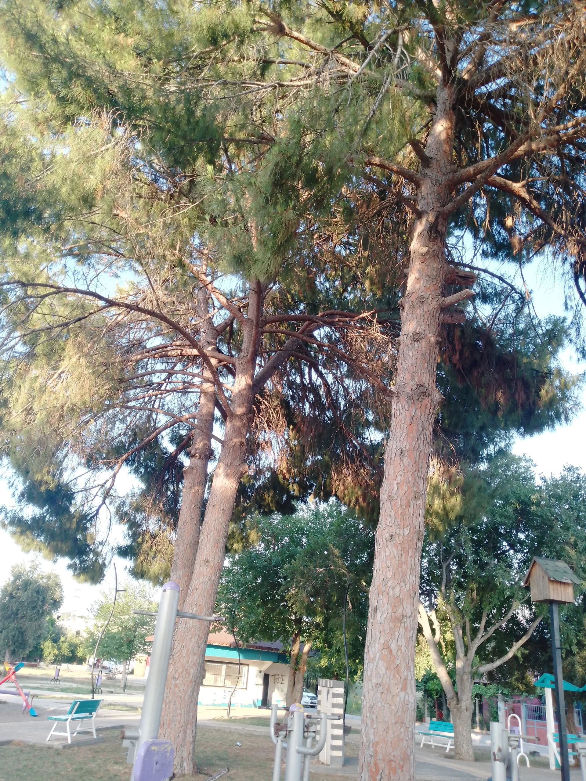 IMG_20240619_190130_674