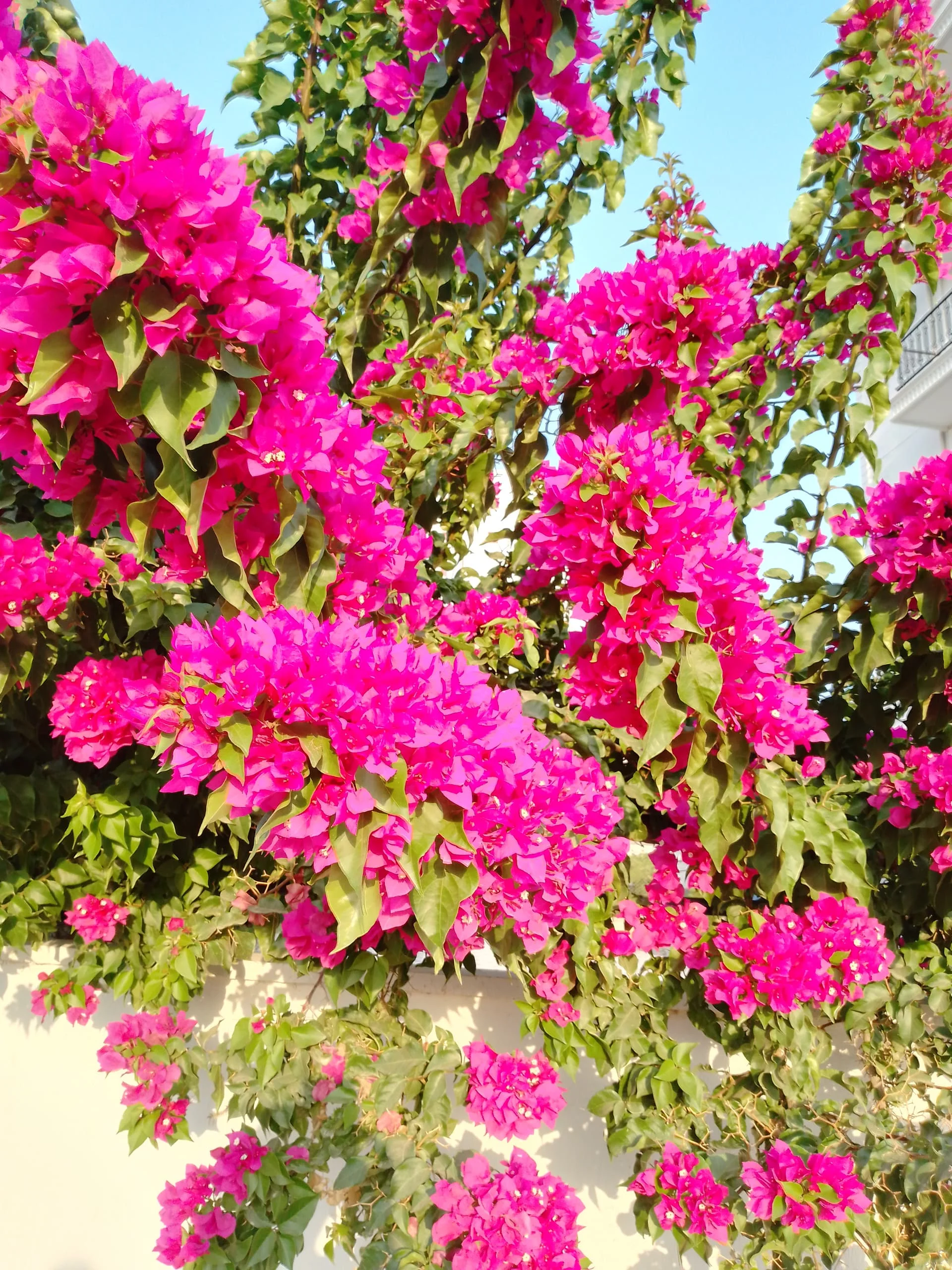 IMG_20240624_191140_519