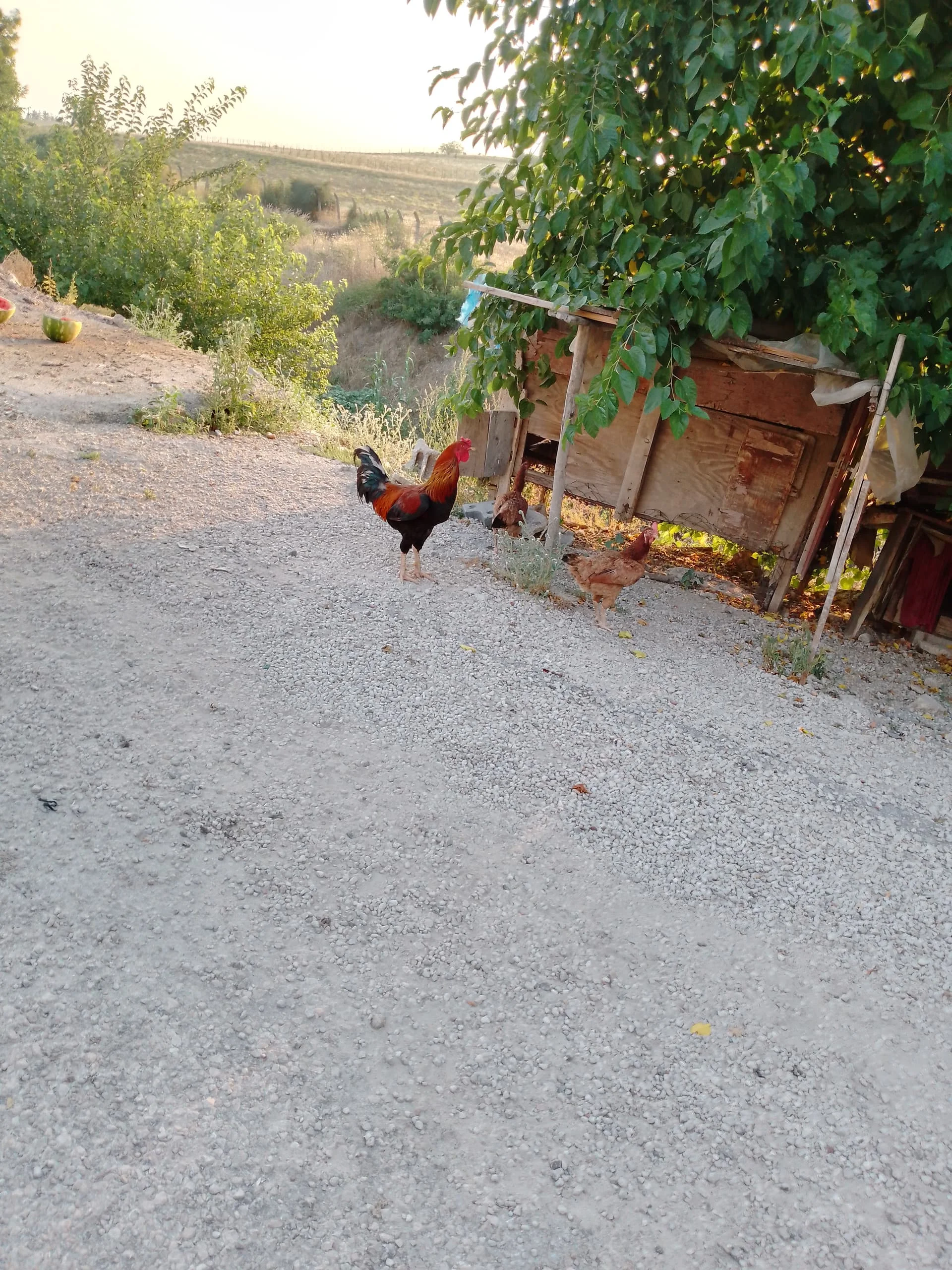 IMG_20240624_191757_333