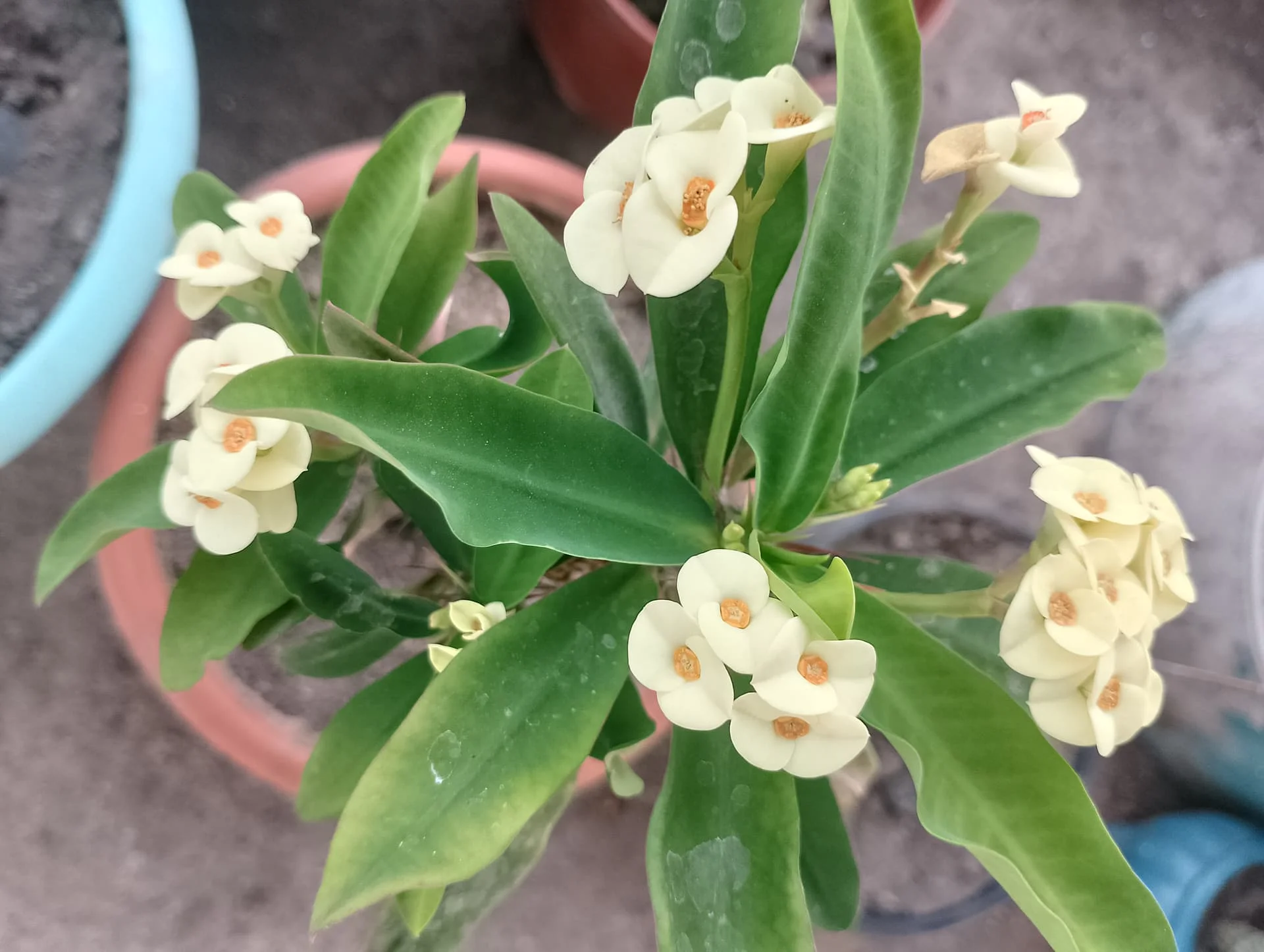 IMG_20240625_183740_HDR