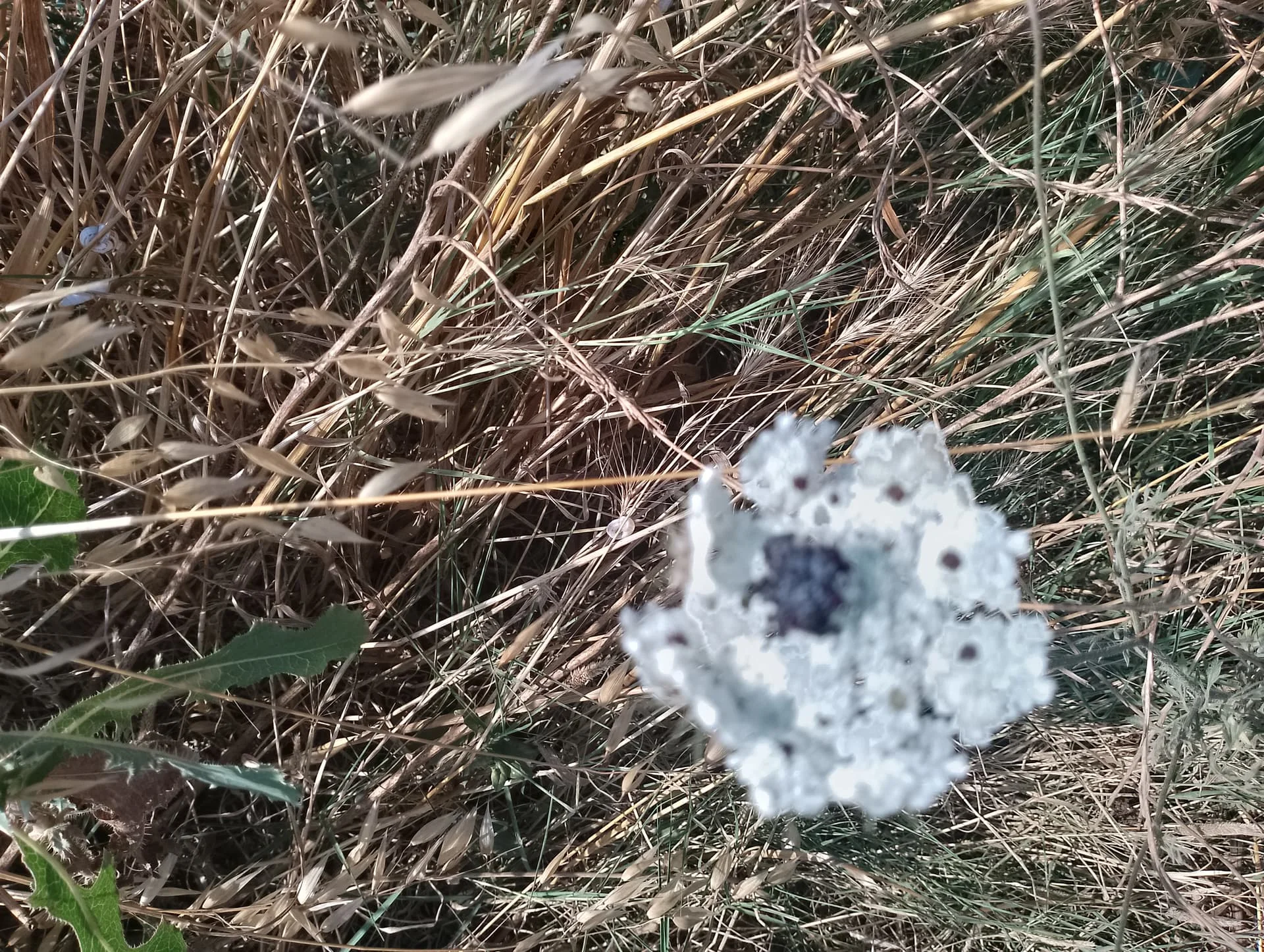 IMG_20240629_164129_HDR