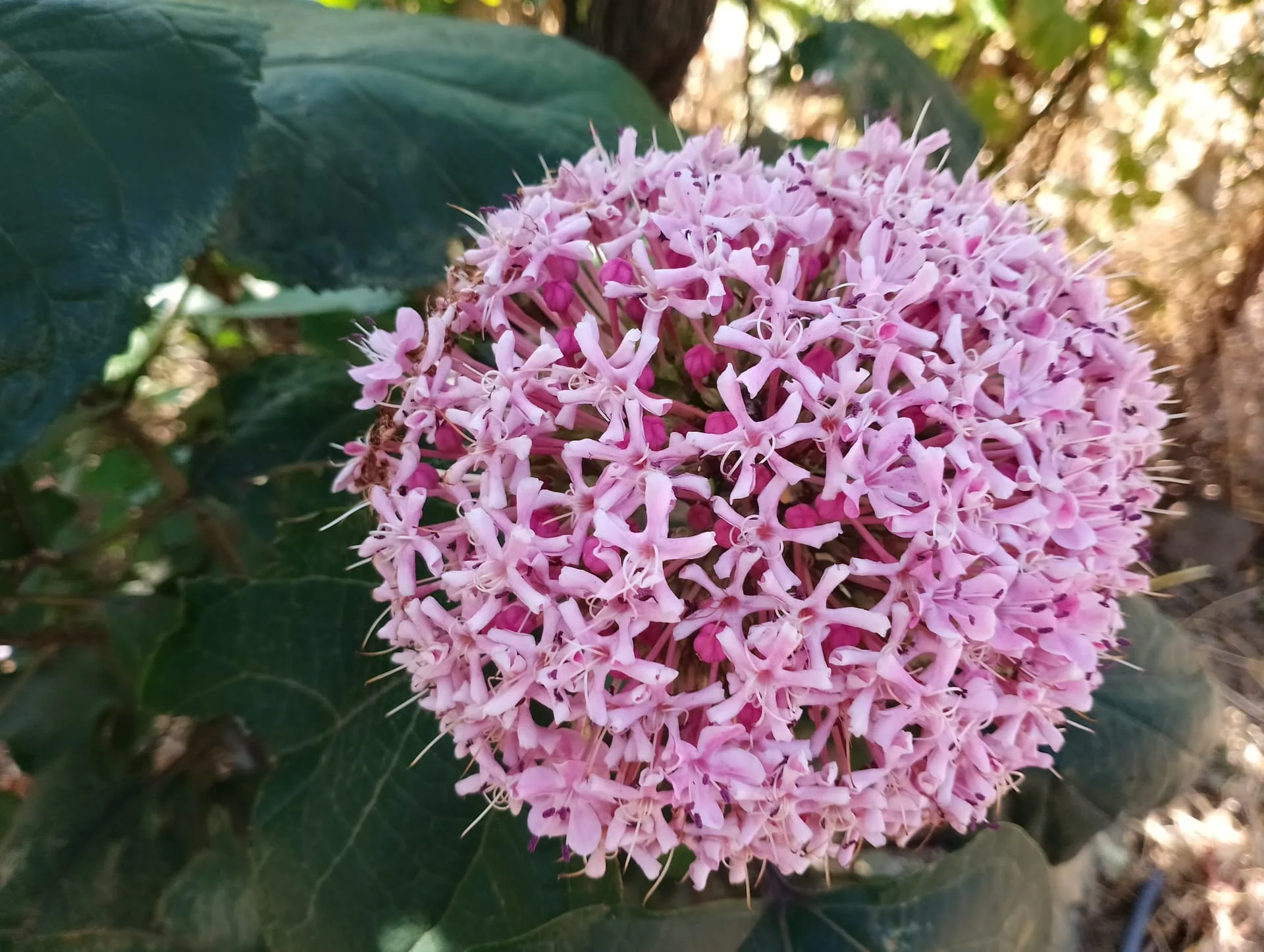 IMG_20240630_101320_HDR