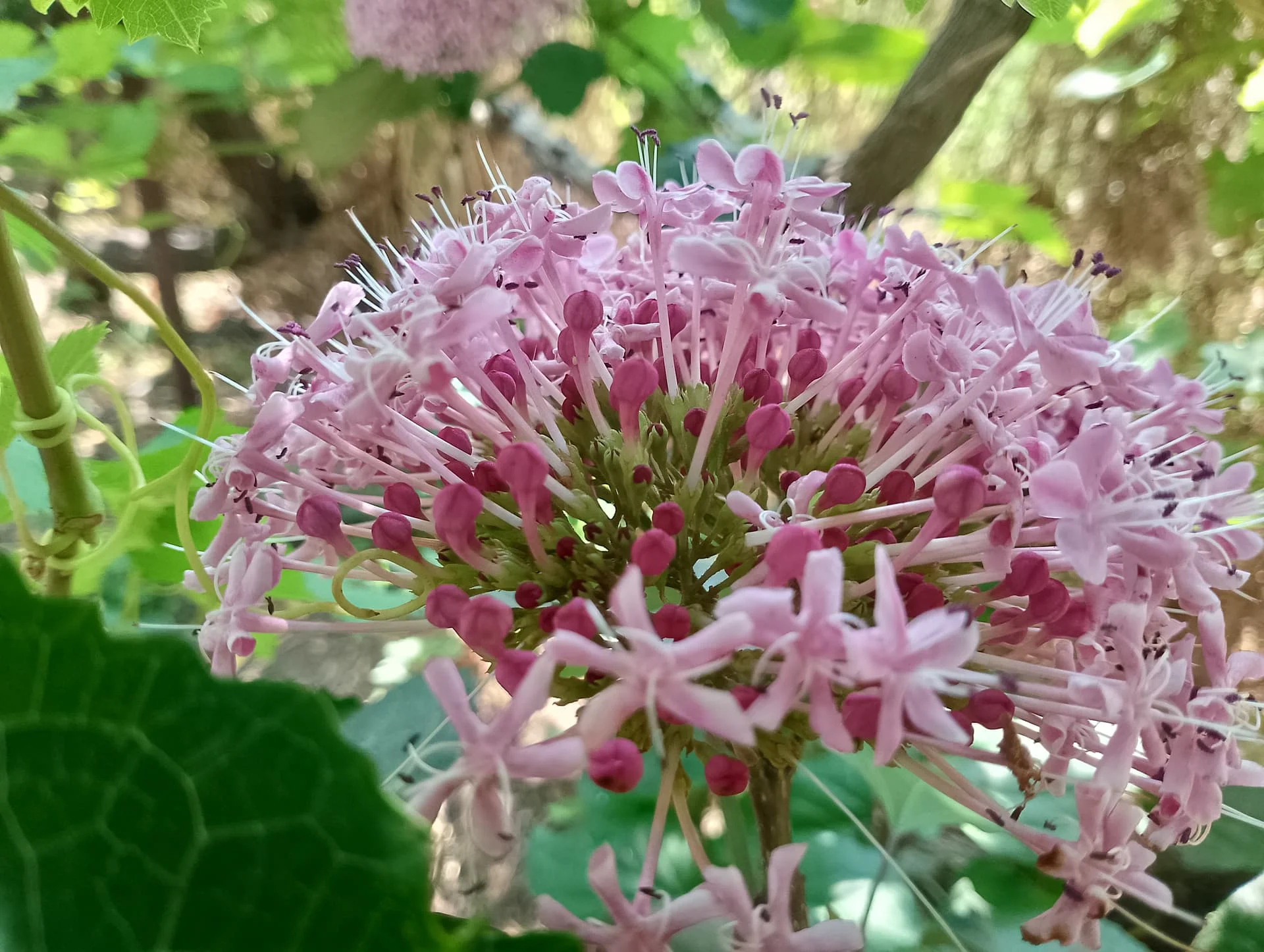 IMG_20240630_101328_HDR