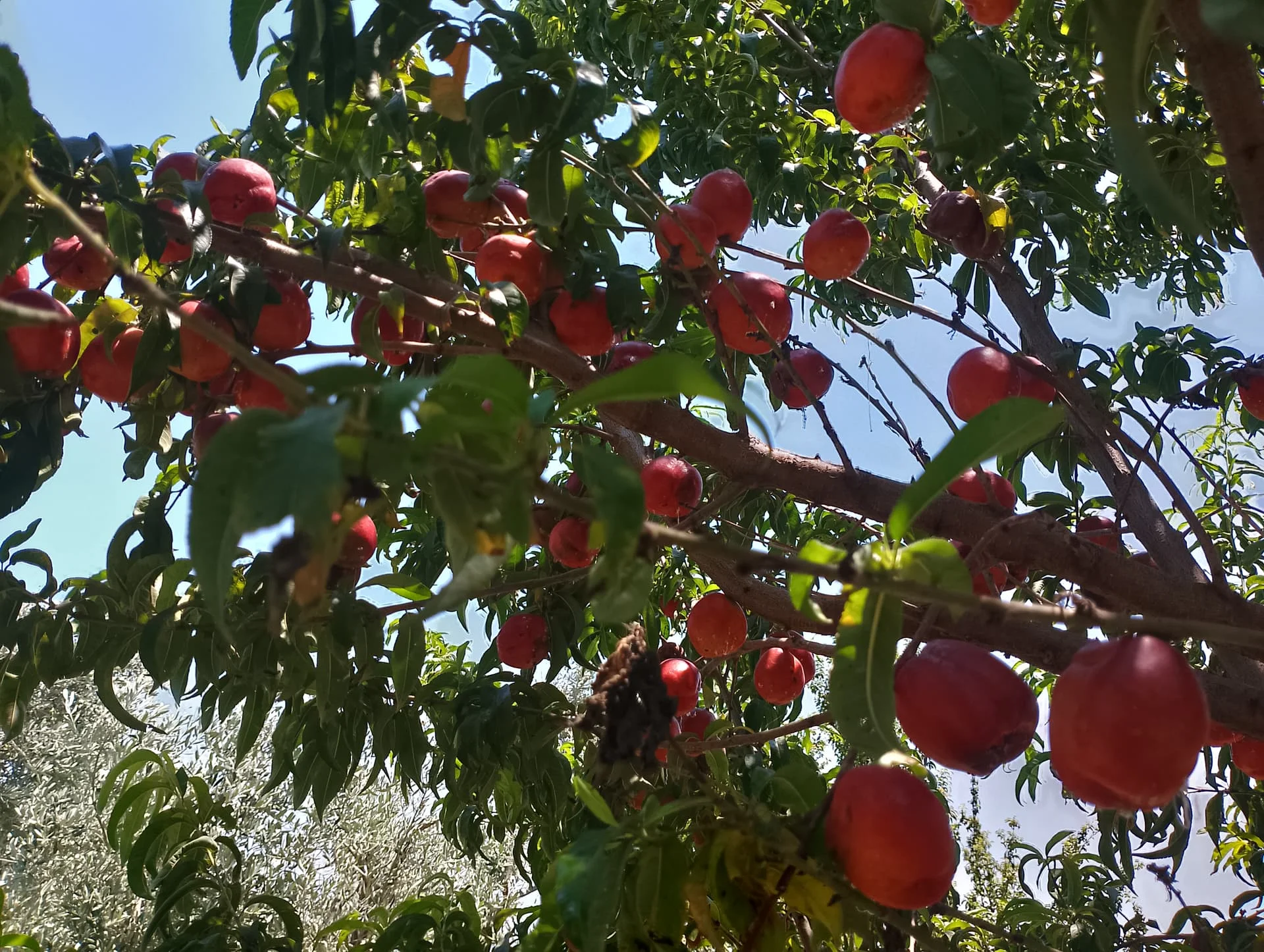 IMG_20240630_130723_HDR