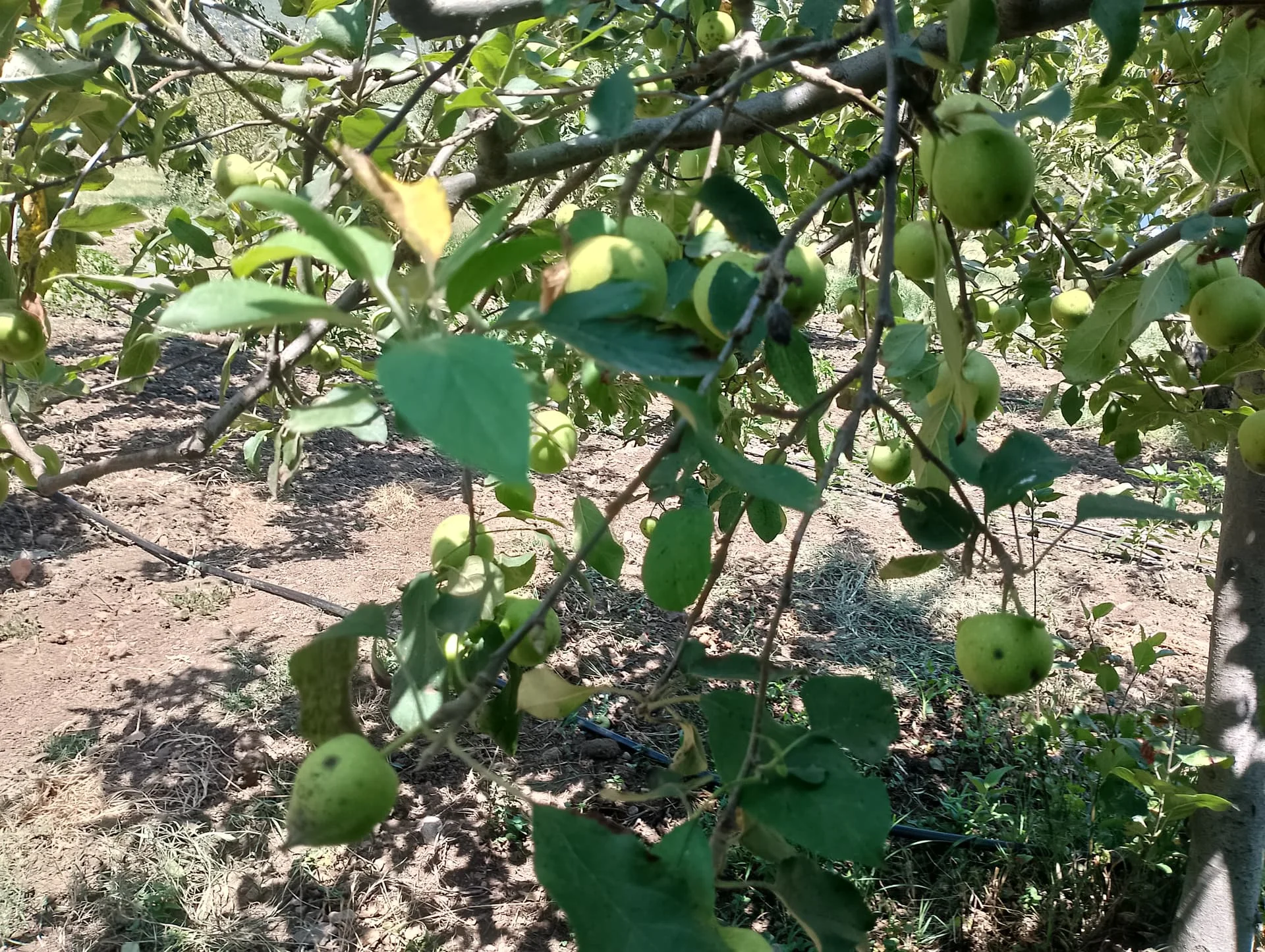 IMG_20240630_135044_HDR