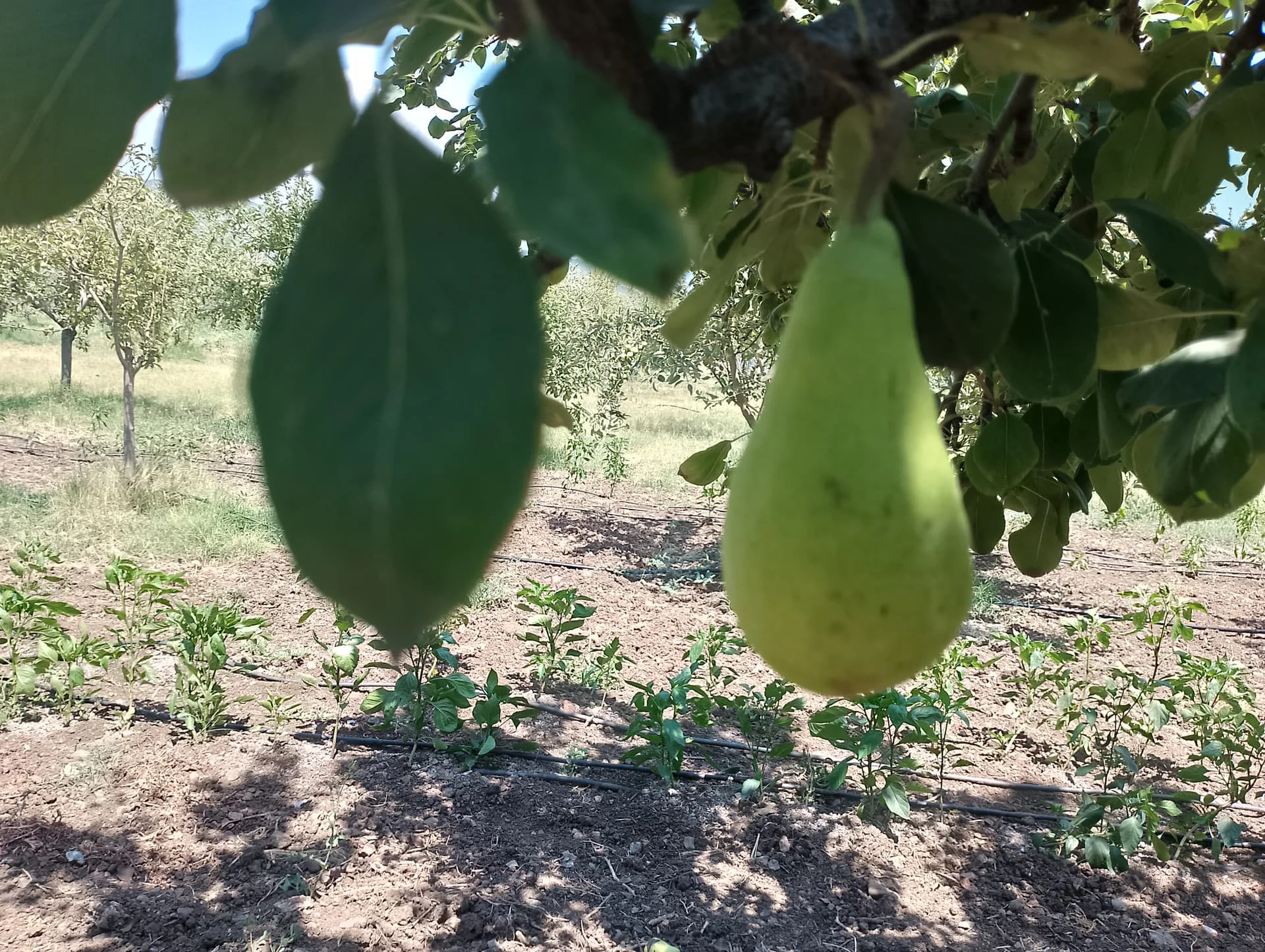 IMG_20240630_135101_HDR