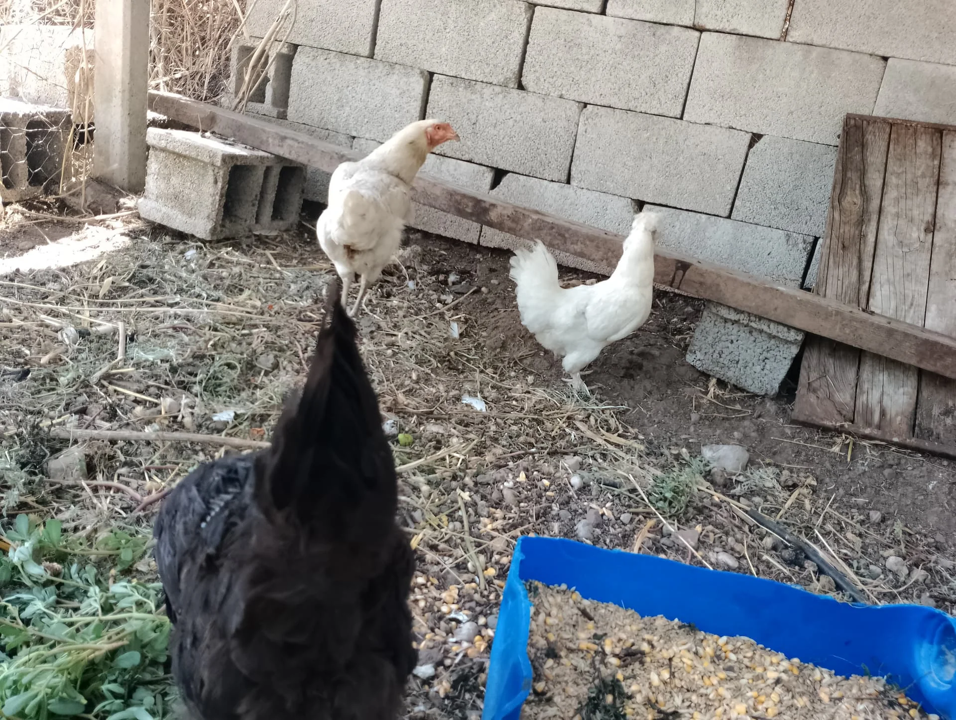 IMG_20240630_135551_HDR