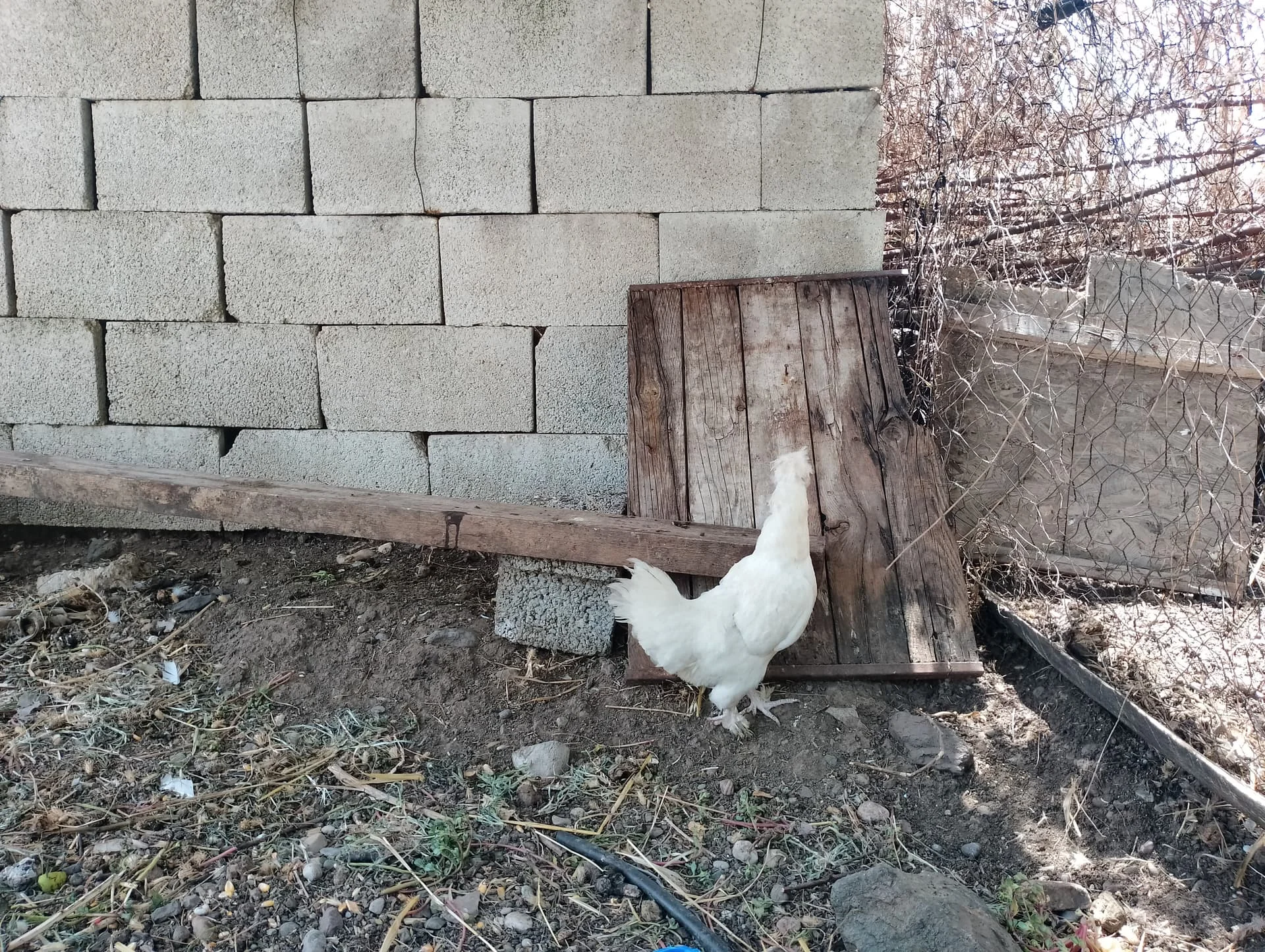 IMG_20240630_135600_HDR