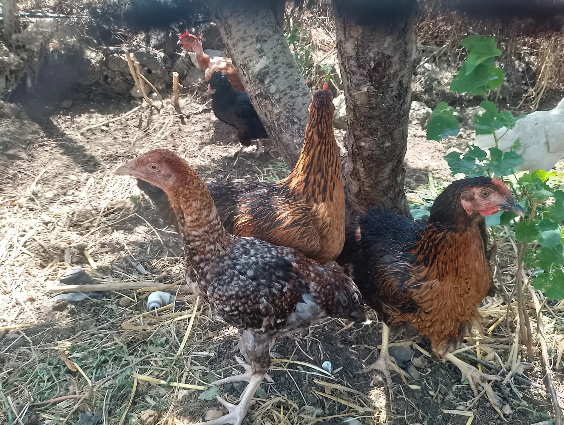 IMG_20240630_135612_HDR