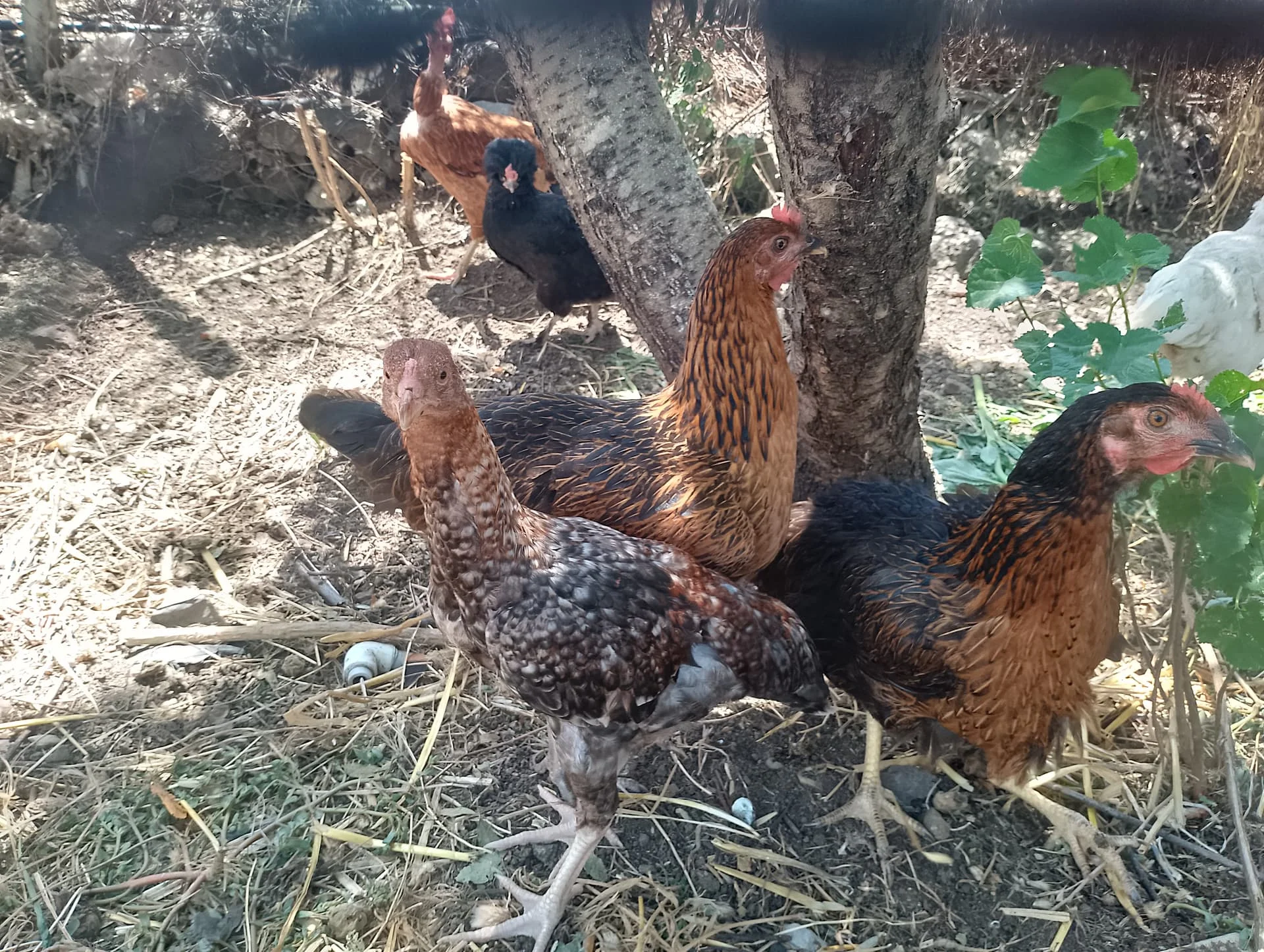 IMG_20240630_135614_HDR