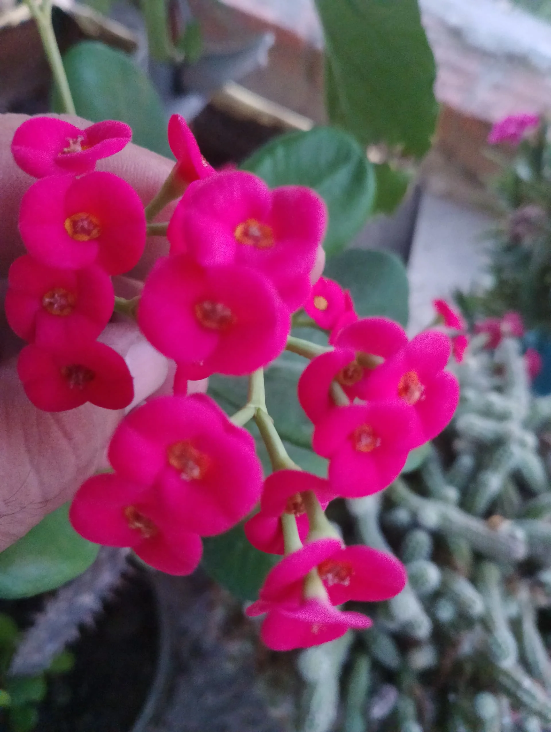 IMG_20240707_200447_HDR