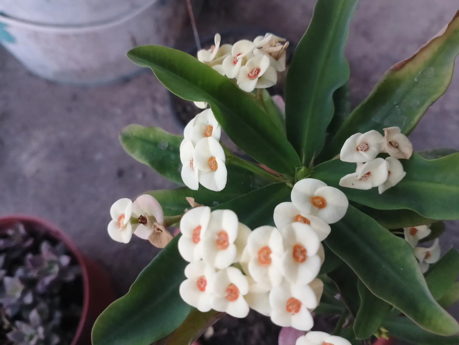 IMG_20240707_200517_HDR