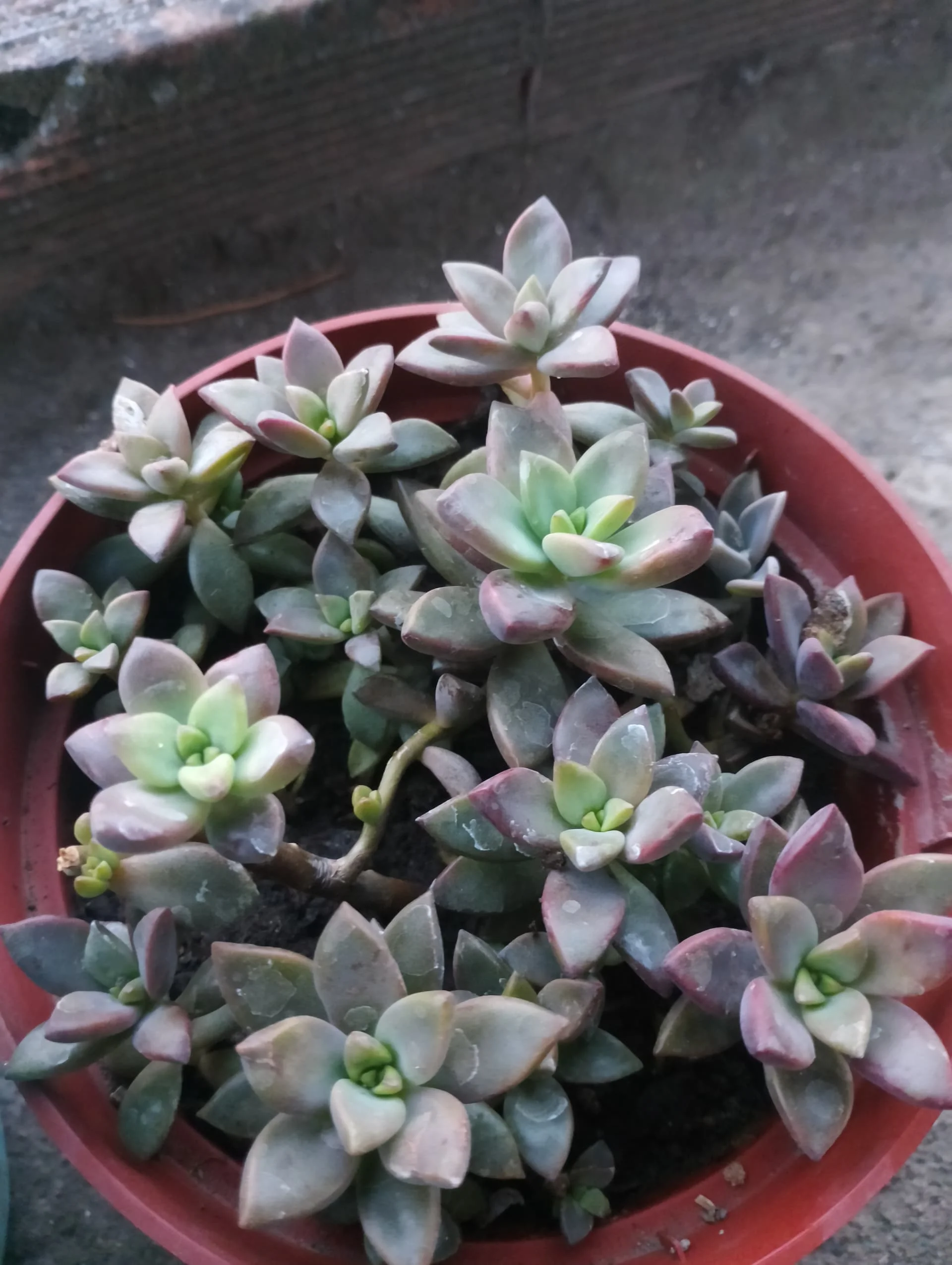 IMG_20240707_200535_HDR